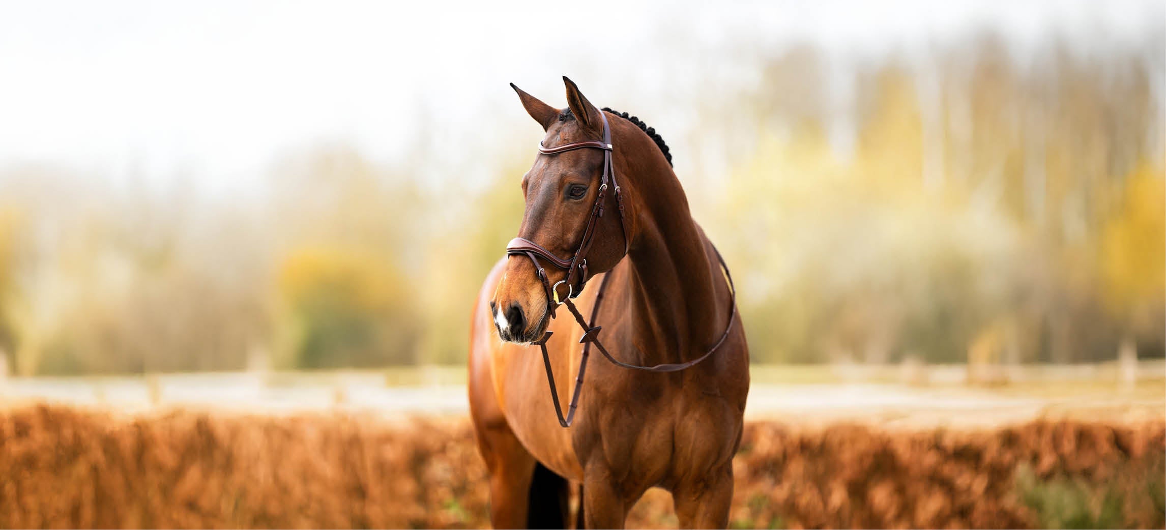 Which BR bridle suits you and your horse?