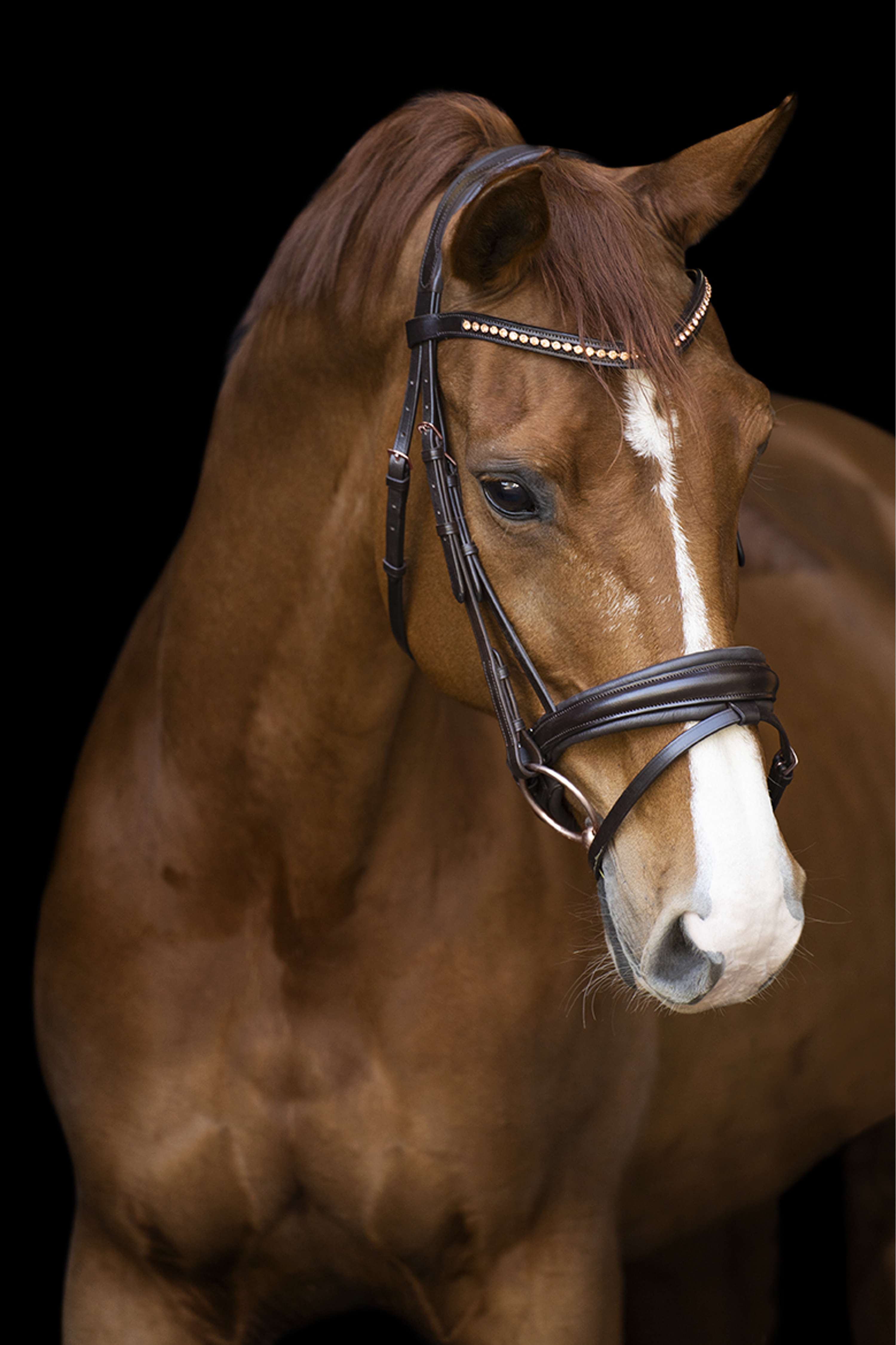Imperial Riding Bridle IRHFria Trens Brown