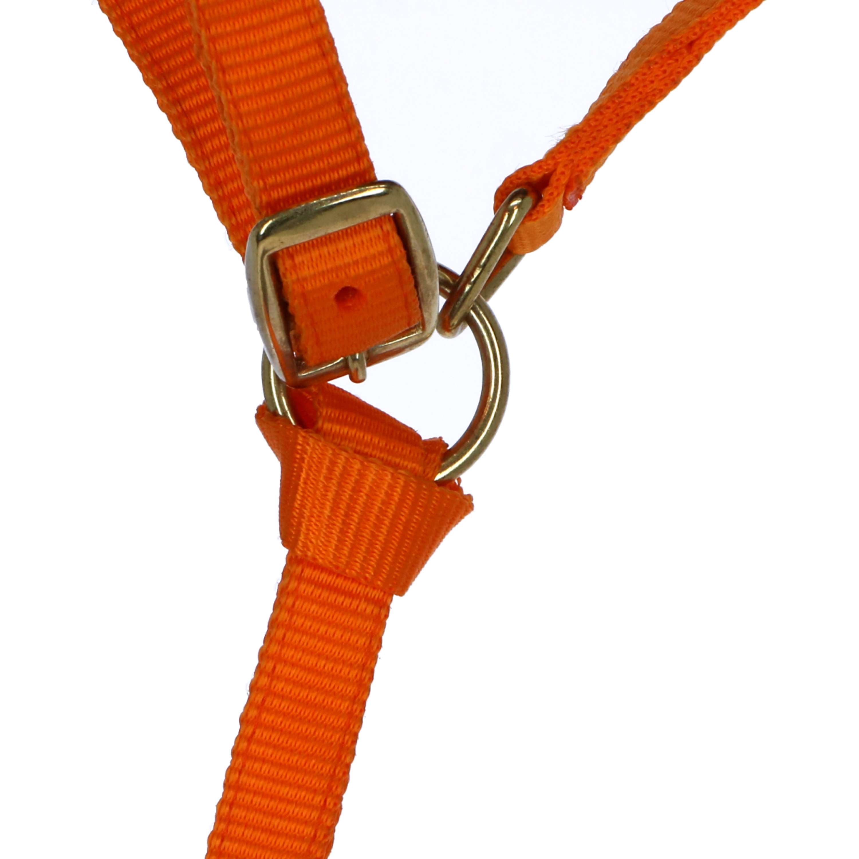Norton Foal Halter with a Line Orange