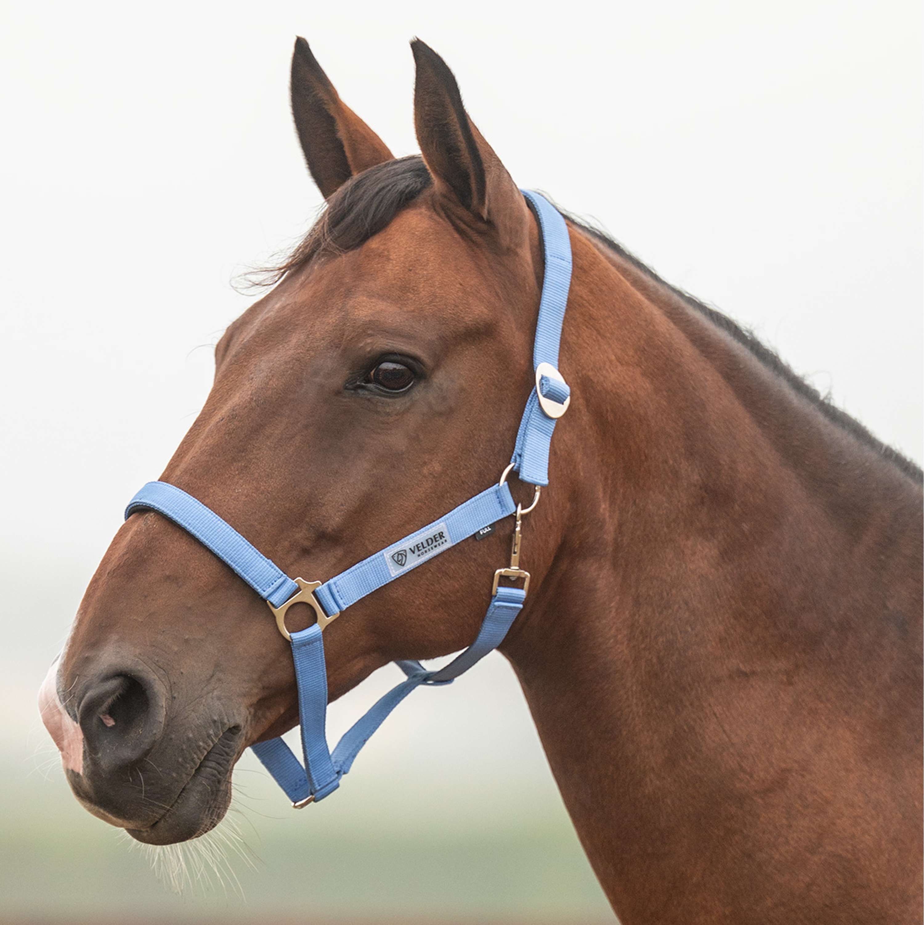 Velder Horsewear Essentials Halter Basic Padded Bright Cornflower