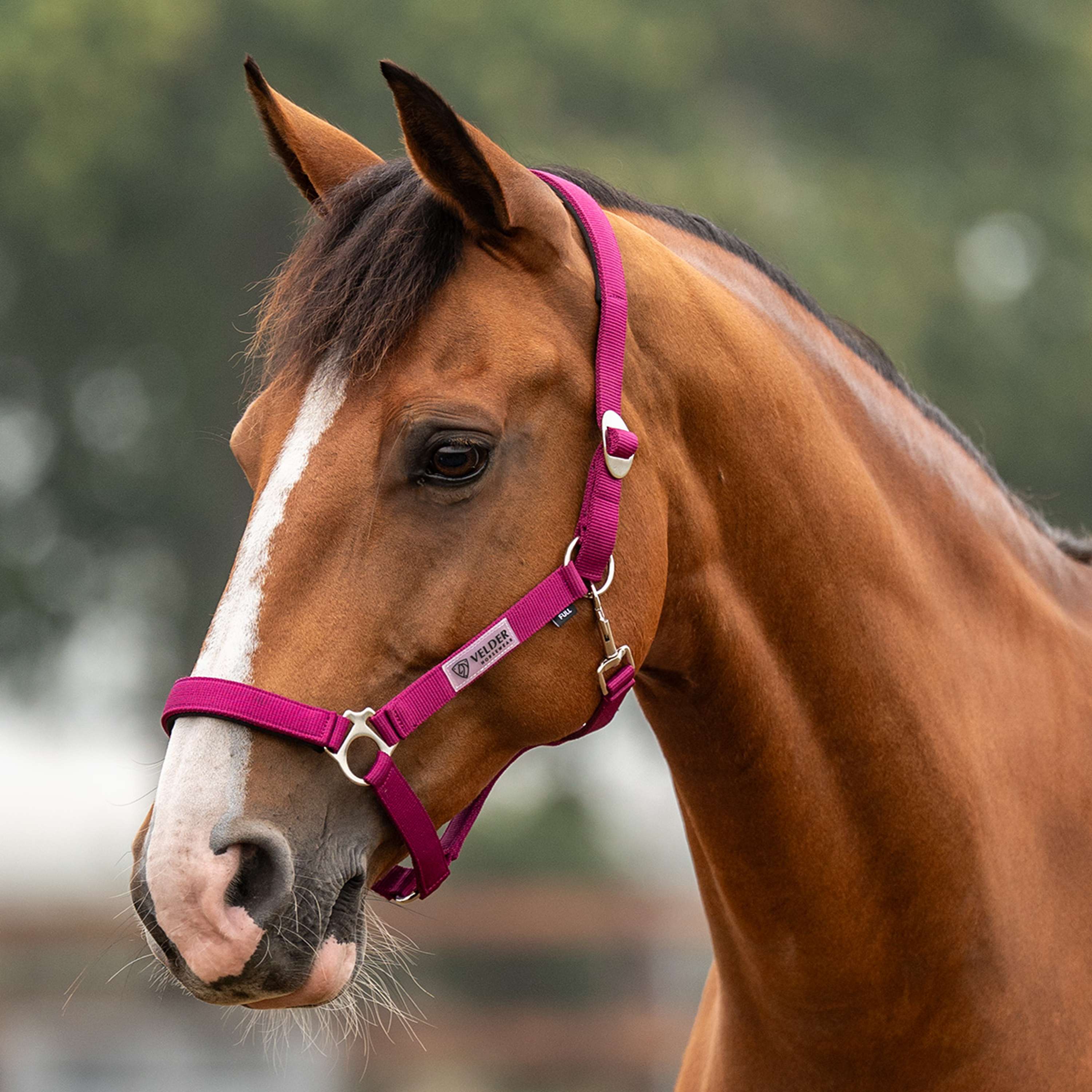 Velder Horsewear Essentials Halter Basic Padded Boysenberry