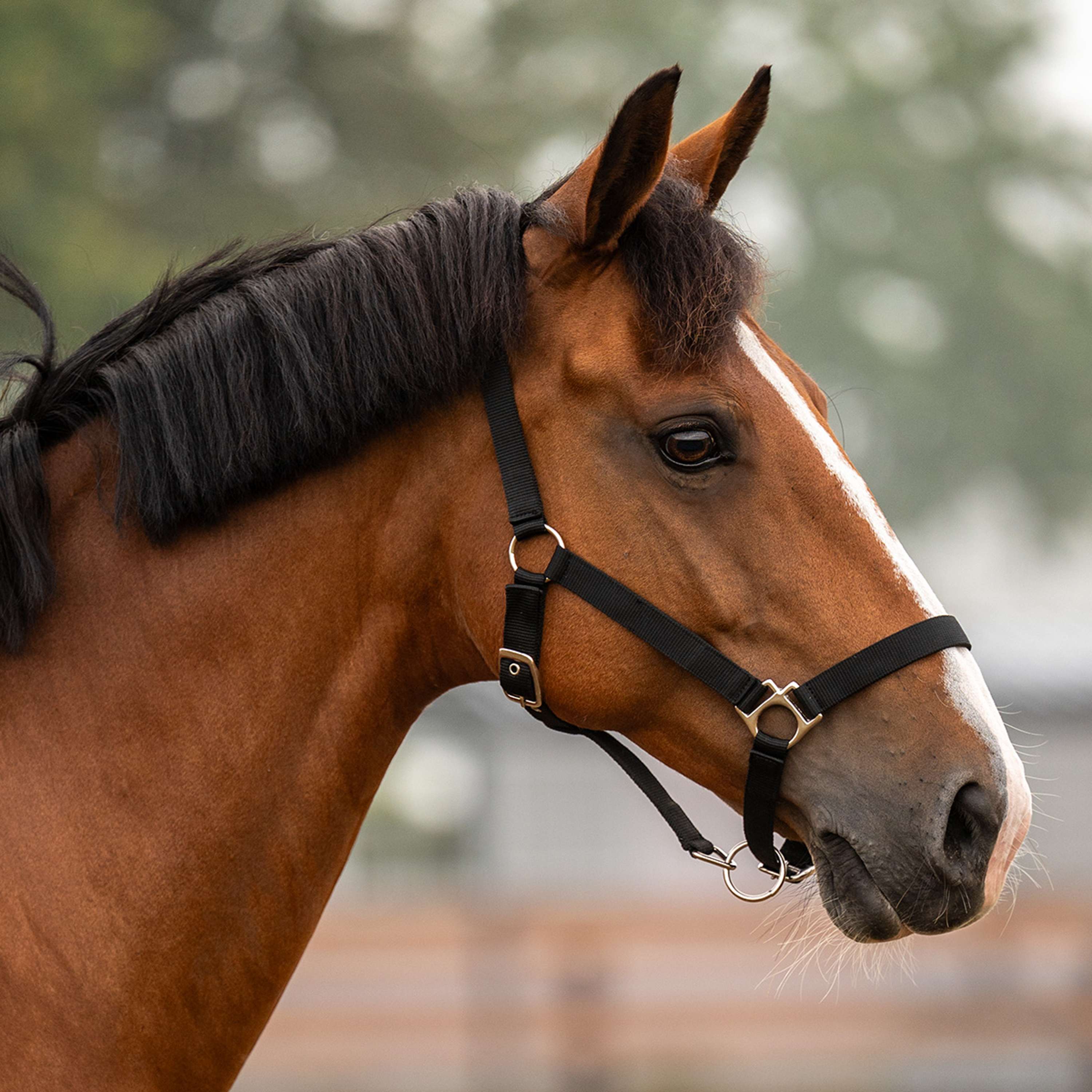 Velder Horsewear Essentials Halter Triple Adjustable Black