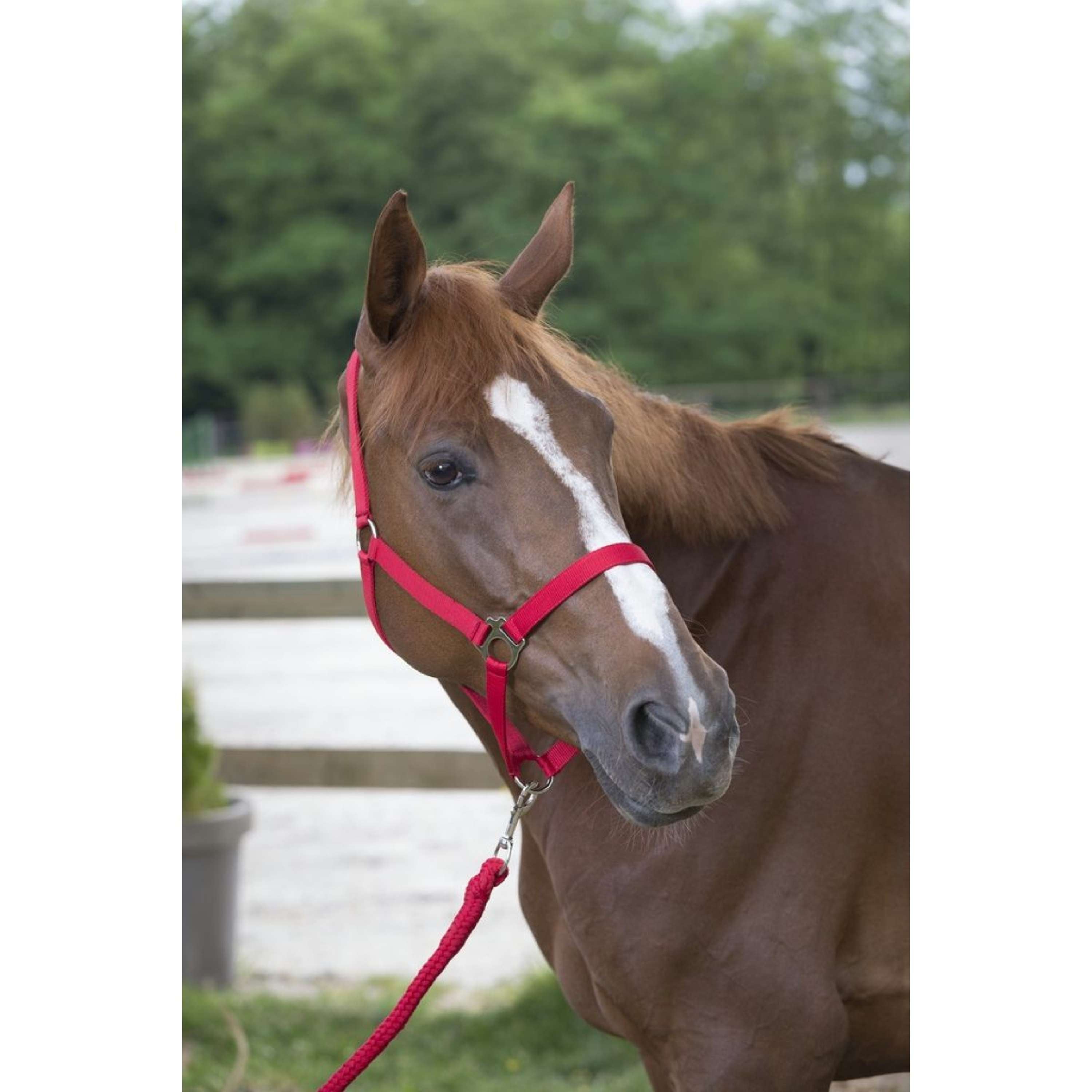 Riding World Halter Set Club with Rope Red