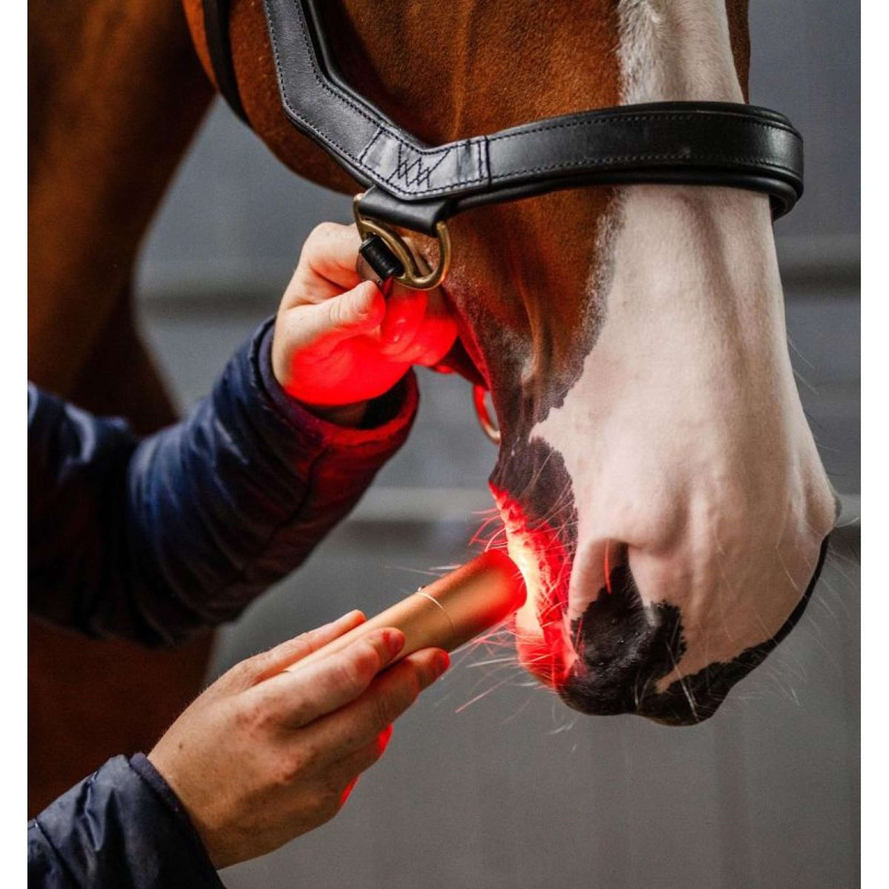 Horseware LED Red Light Therapy Wand Black