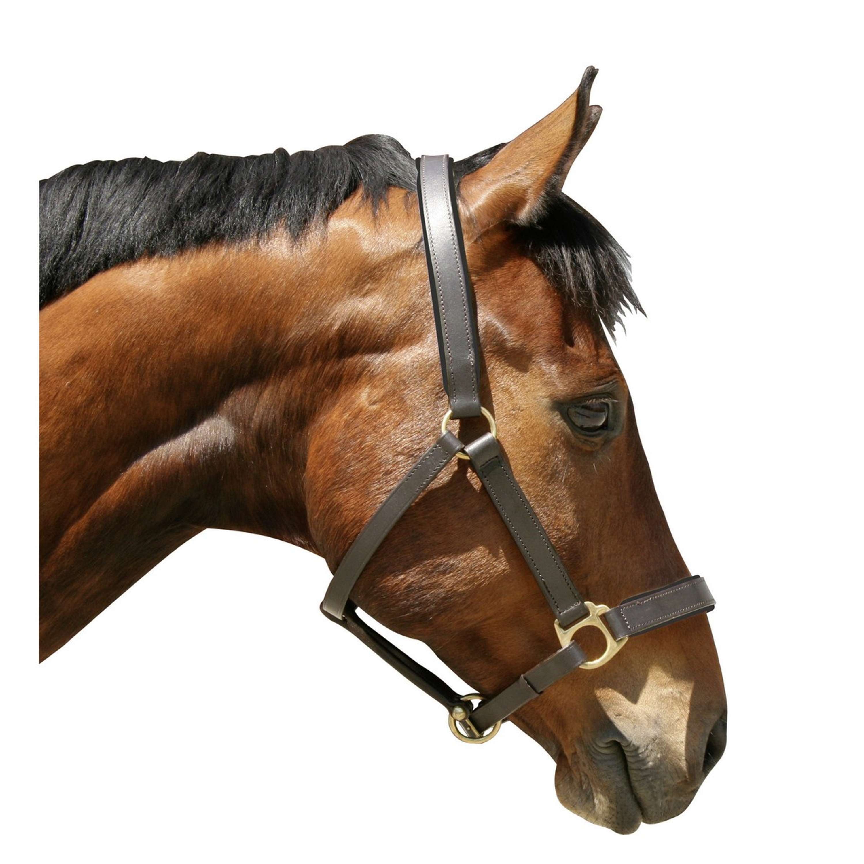 Covalliero Halter Robust Leather Black