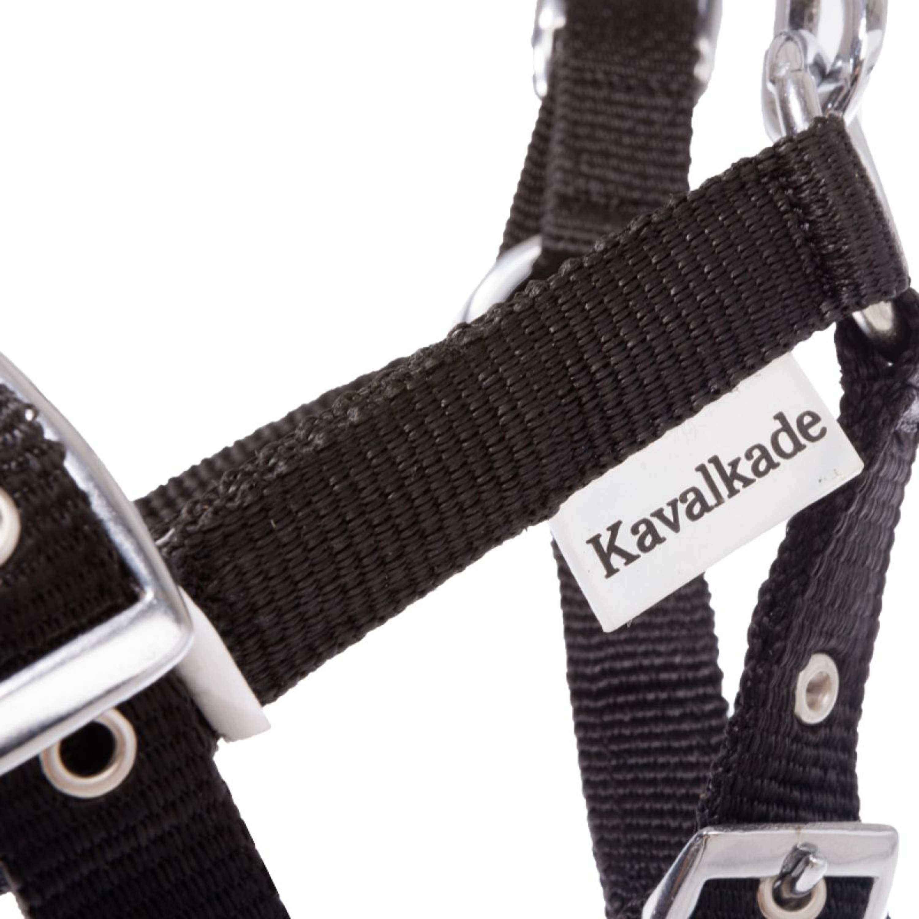 Kavalkade Halter Foal/Yearling Black