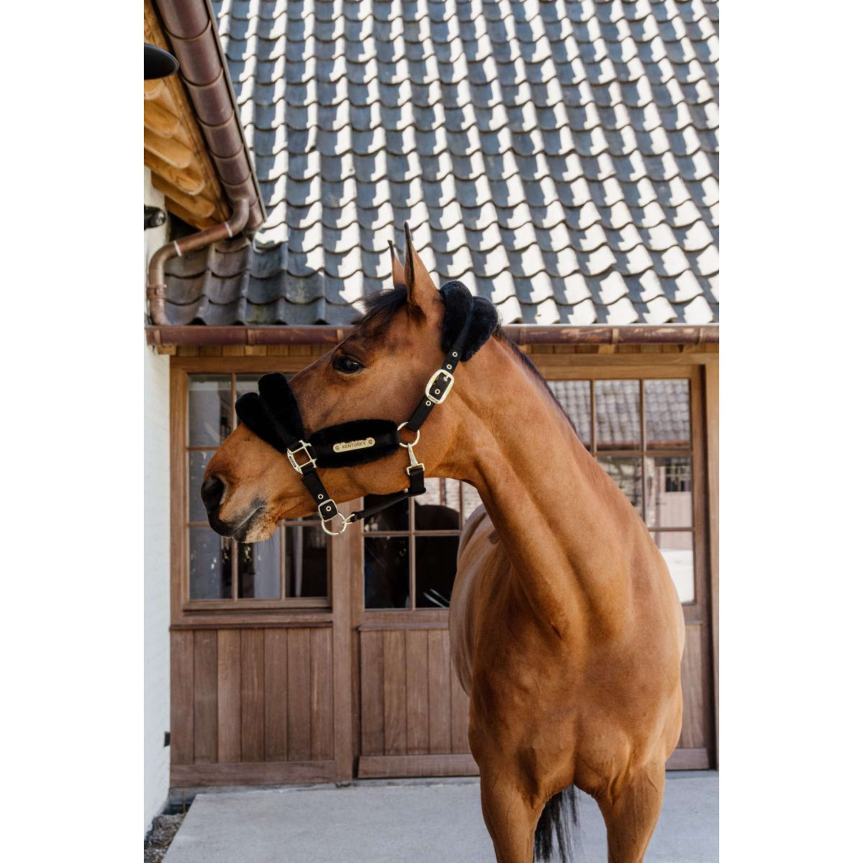 Kentucky Halter Nylon Wool Soft Black