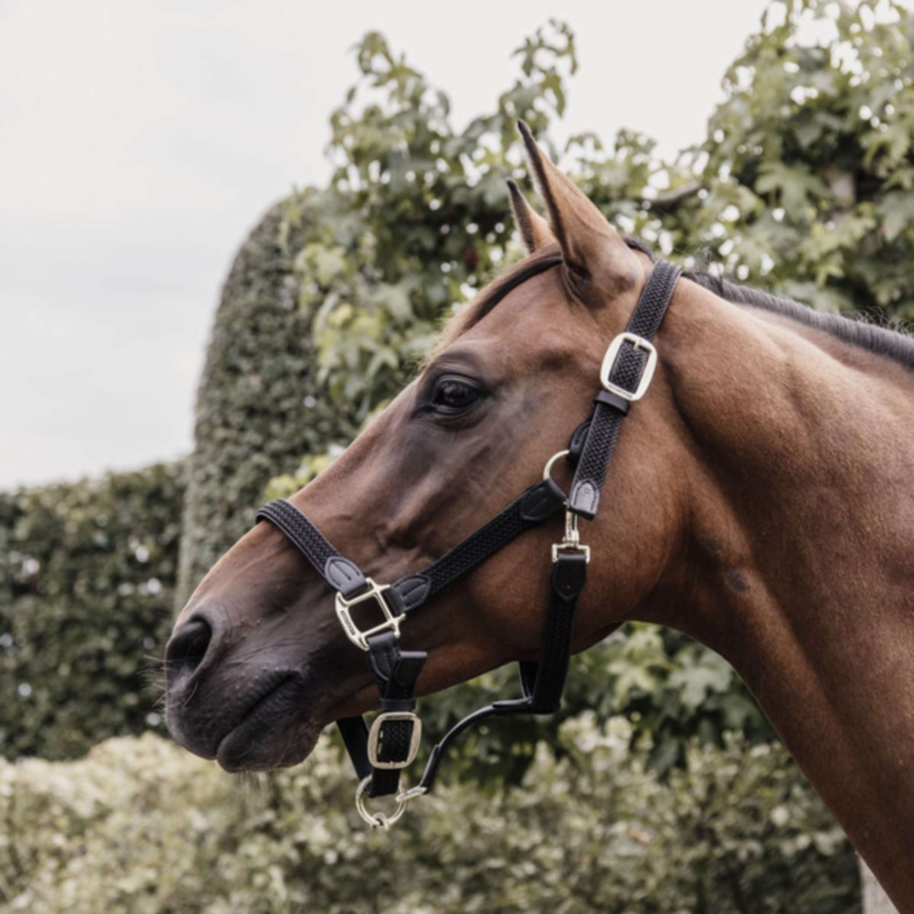 Kentucky Halter Braided Nylon Black