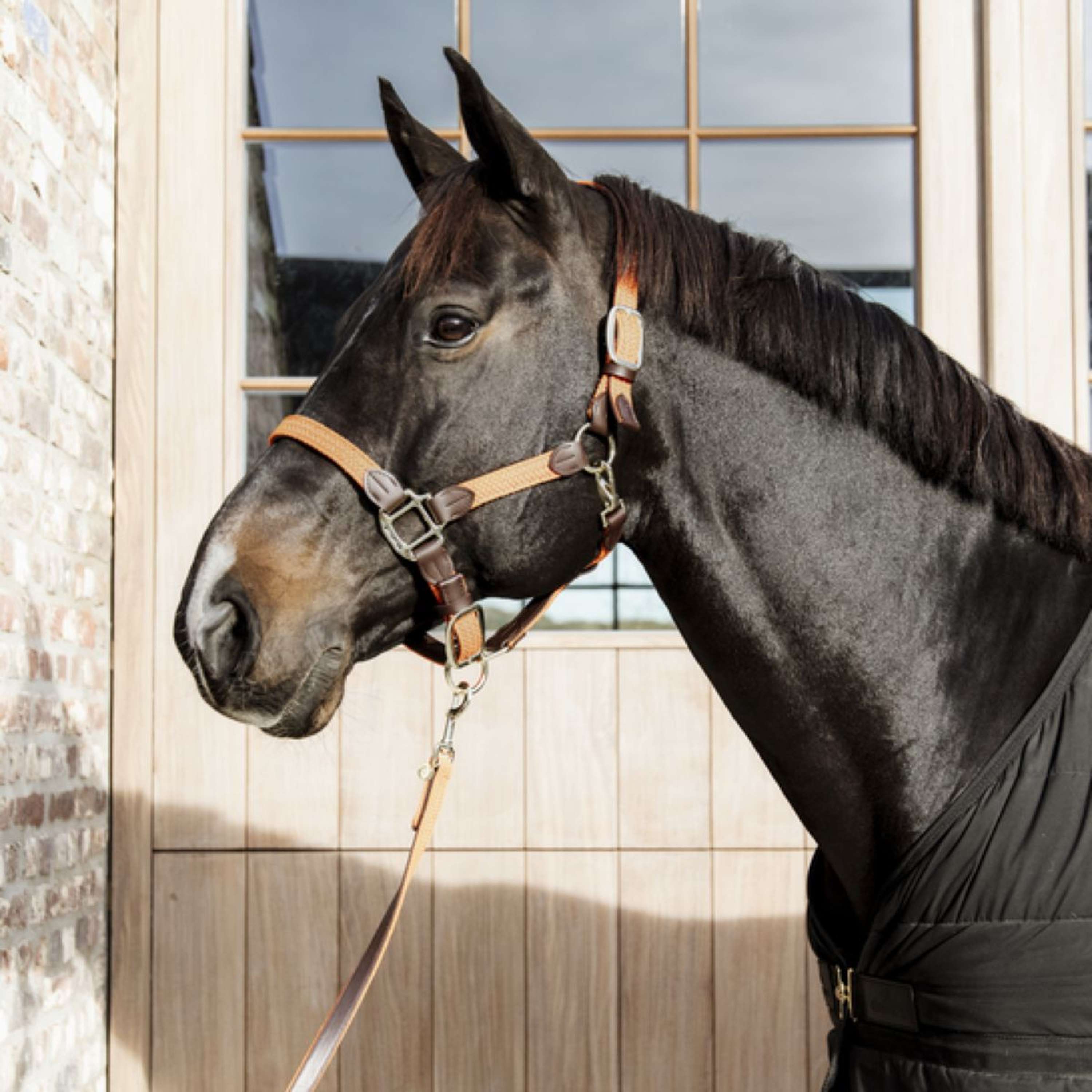 Kentucky Halter Braided Nylon Orange