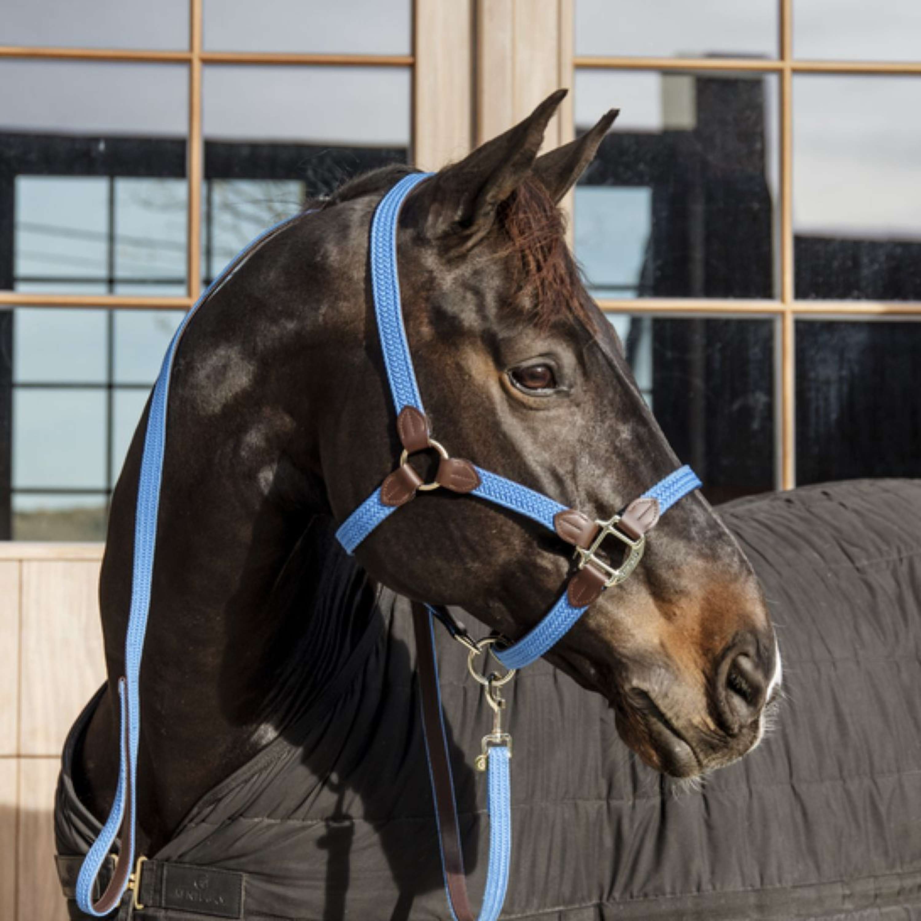 Kentucky Halter Braided Nylon Lightblue