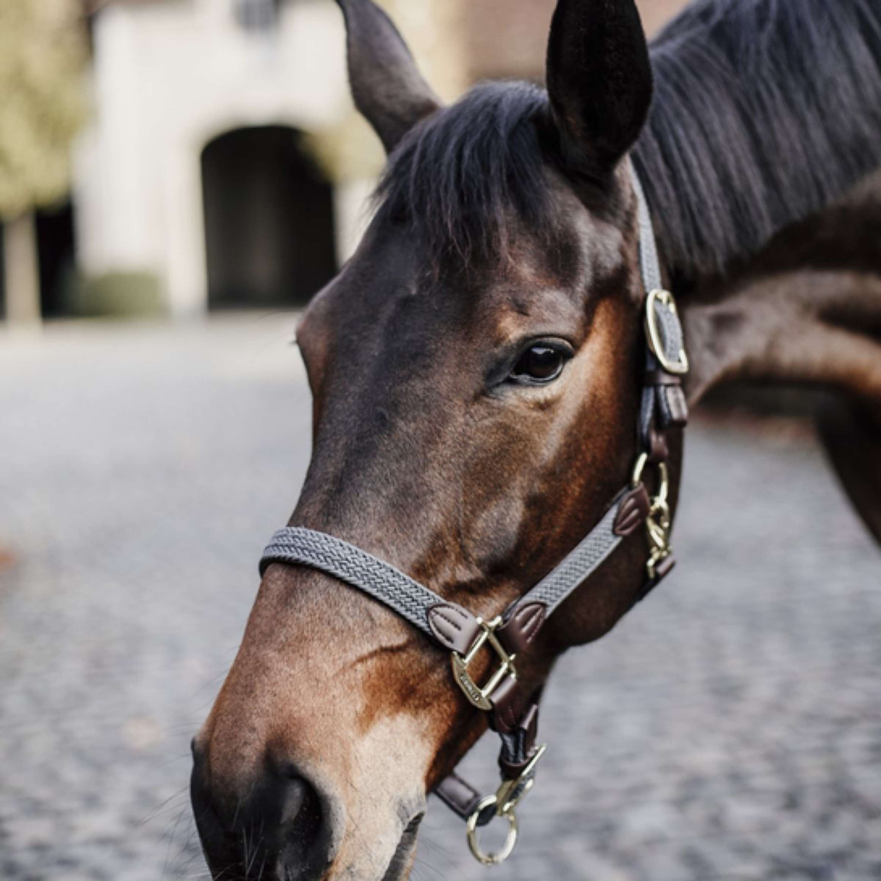 Kentucky Halter Braided Nylon Grey