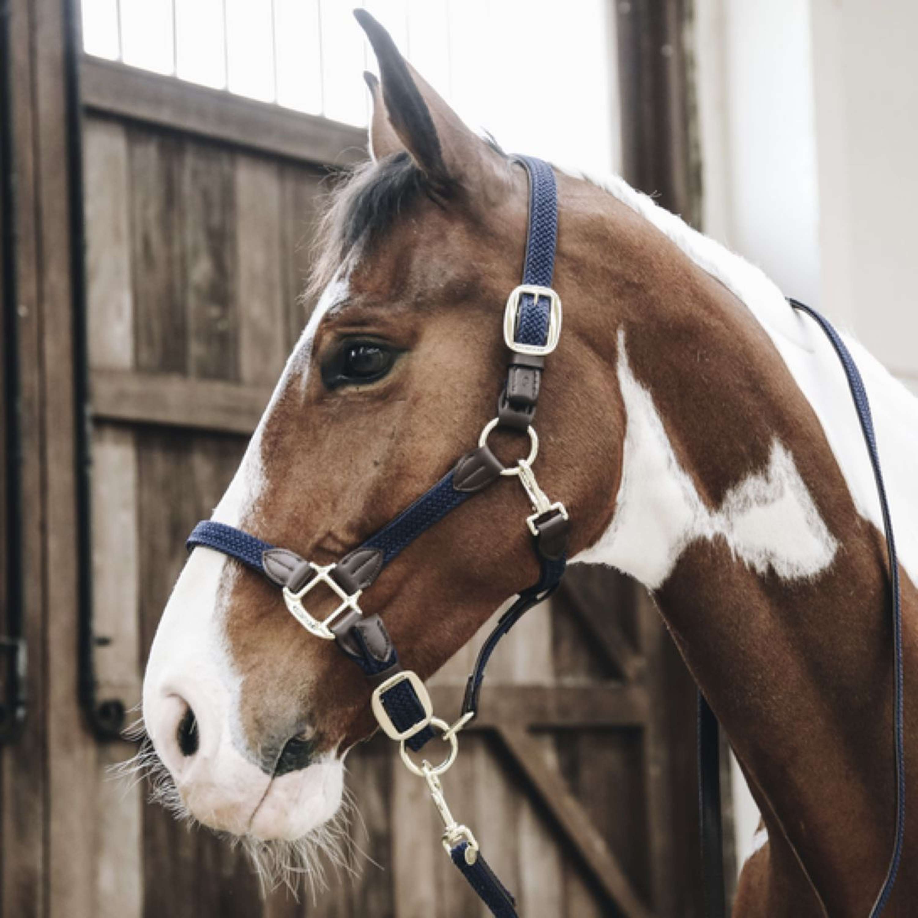 Kentucky Halter Braided Nylon Navy