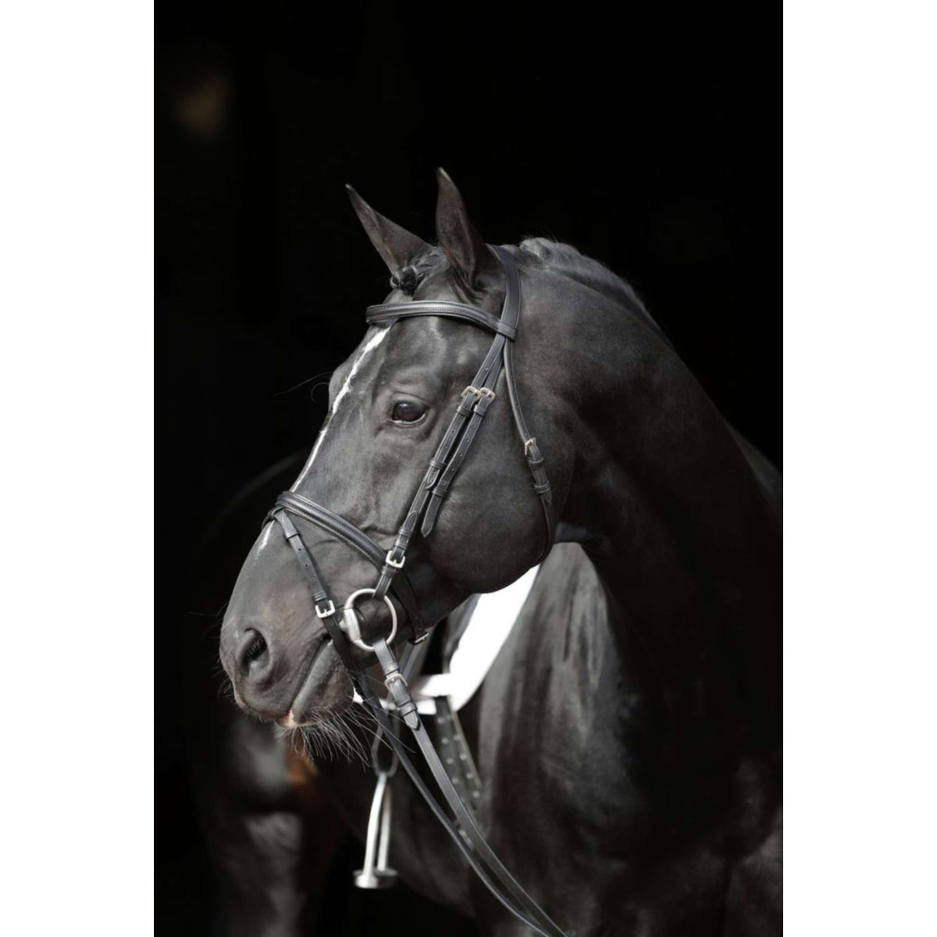 Kerbl Bridle Standard Eurohorse Black