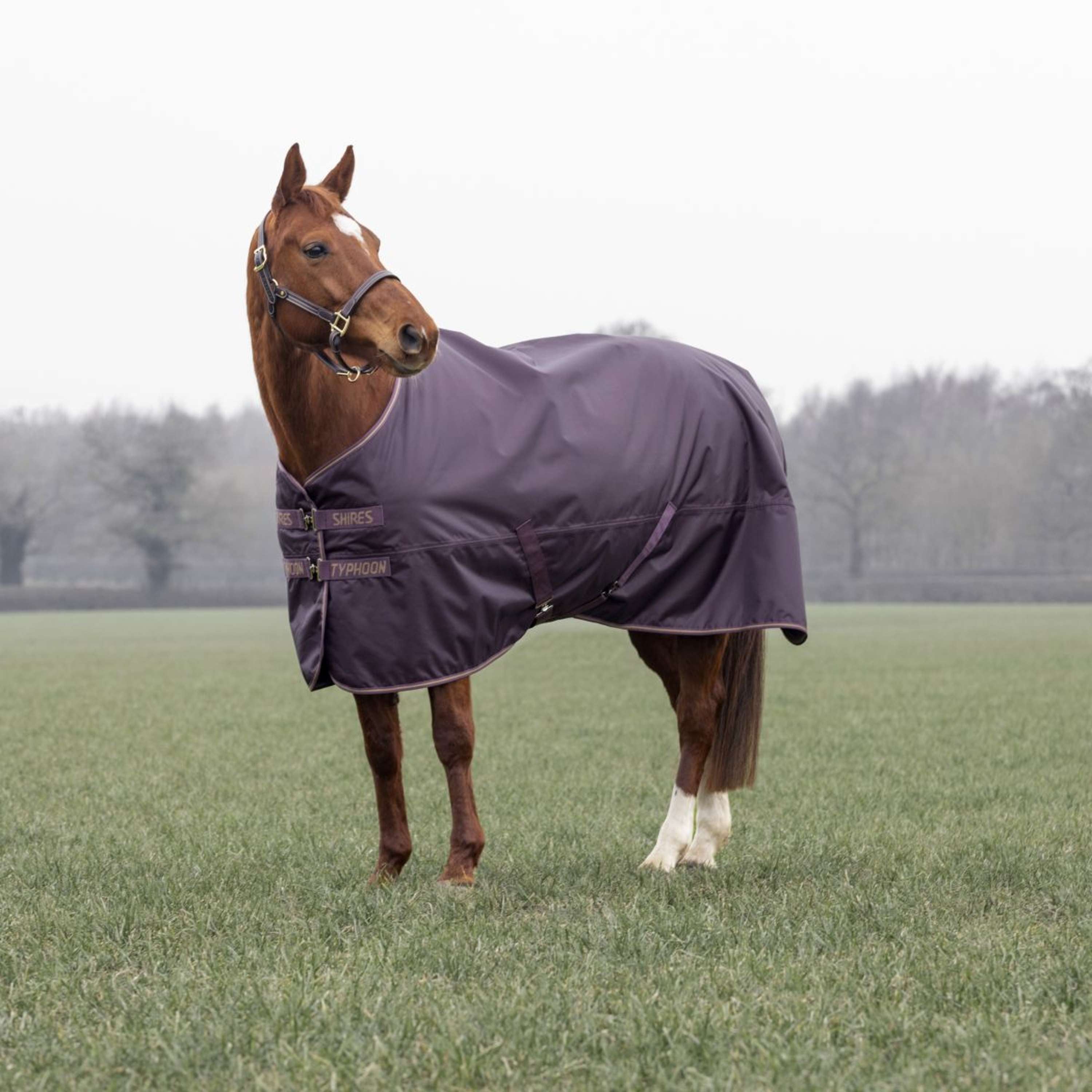 Tempest by Shires Winter Rug Turnout Typhoon 100g Black Cherry