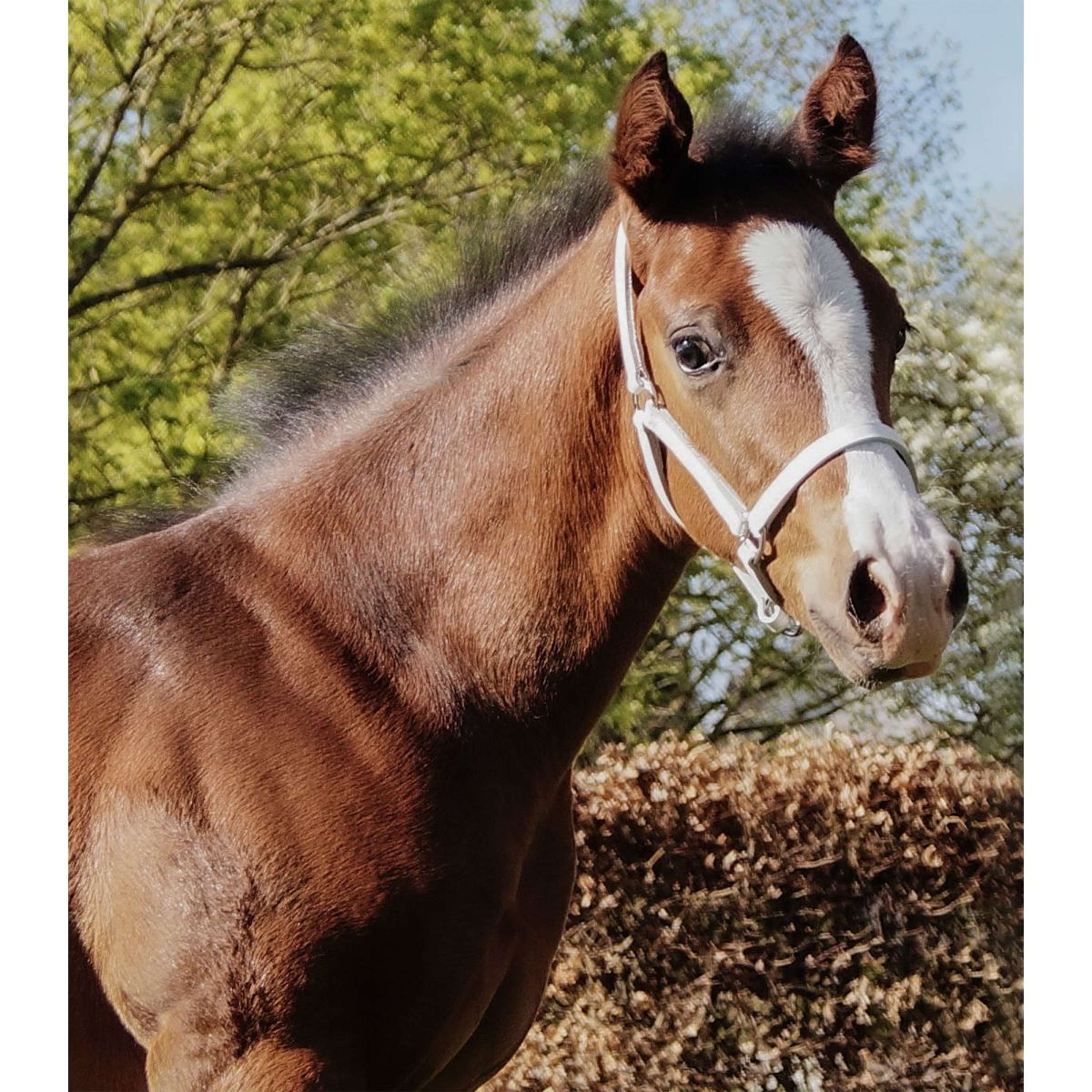 Star Show Halter Foal White