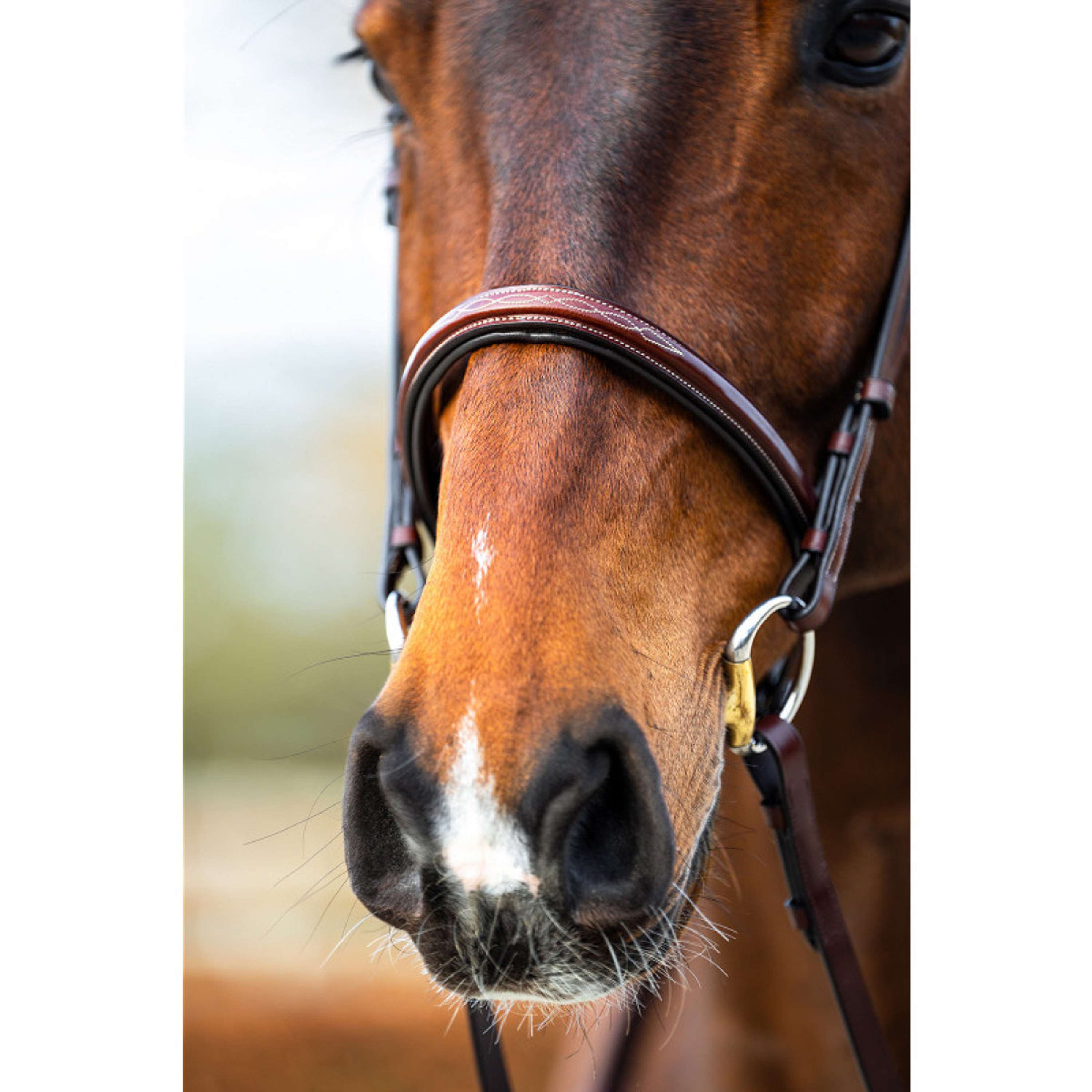 BR Bridle Sunderland Oak/Silver