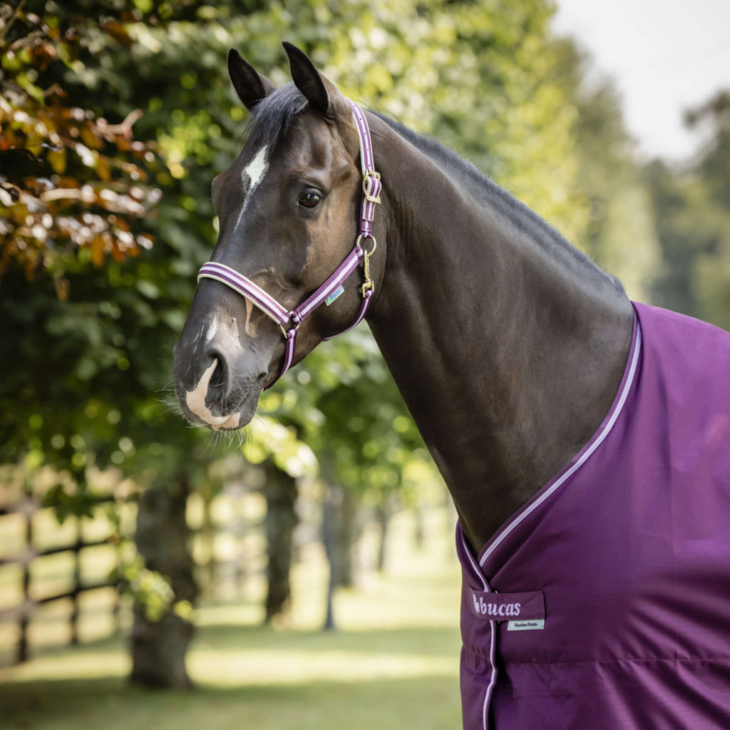 Bucas Halter Dublin Blackberry