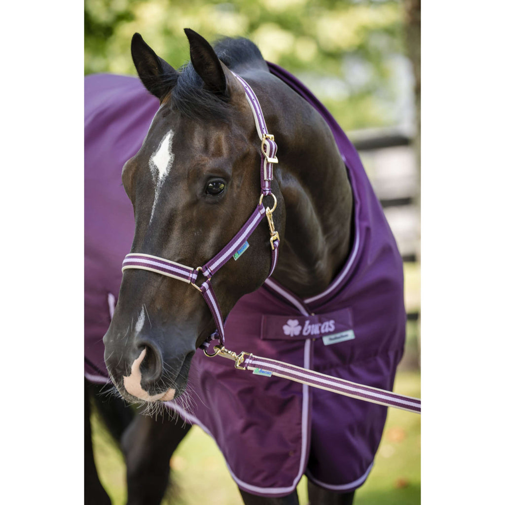 Bucas Halter Dublin Blackberry