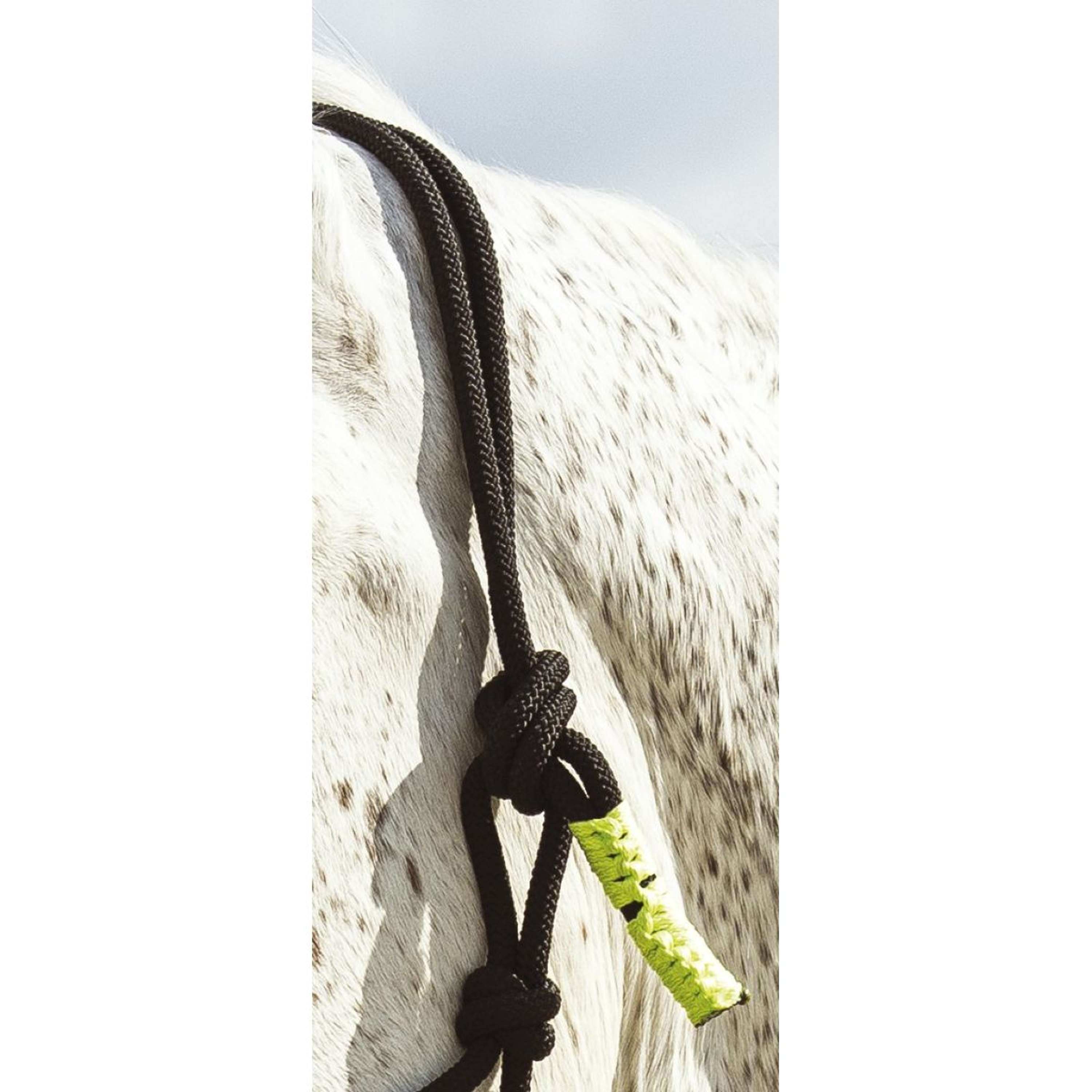 Norton Rope Halter Set Fun Colour Ethologically Black/Neon Green
