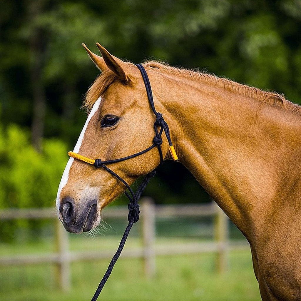 Norton Rope Halter Set Fun Colour Ethologically Black/Neon Orange