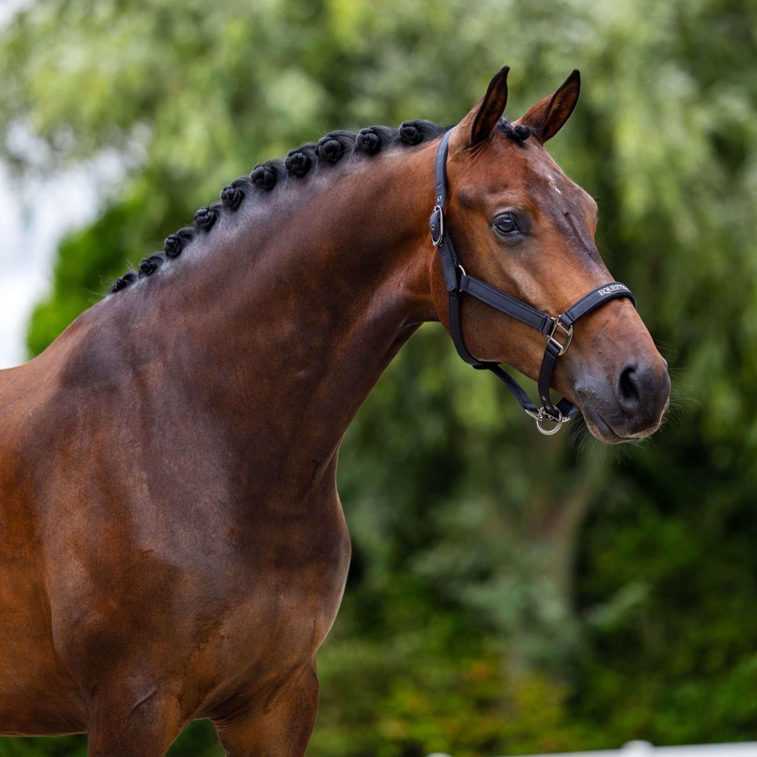 Equestrian Stockholm Halter Line Black