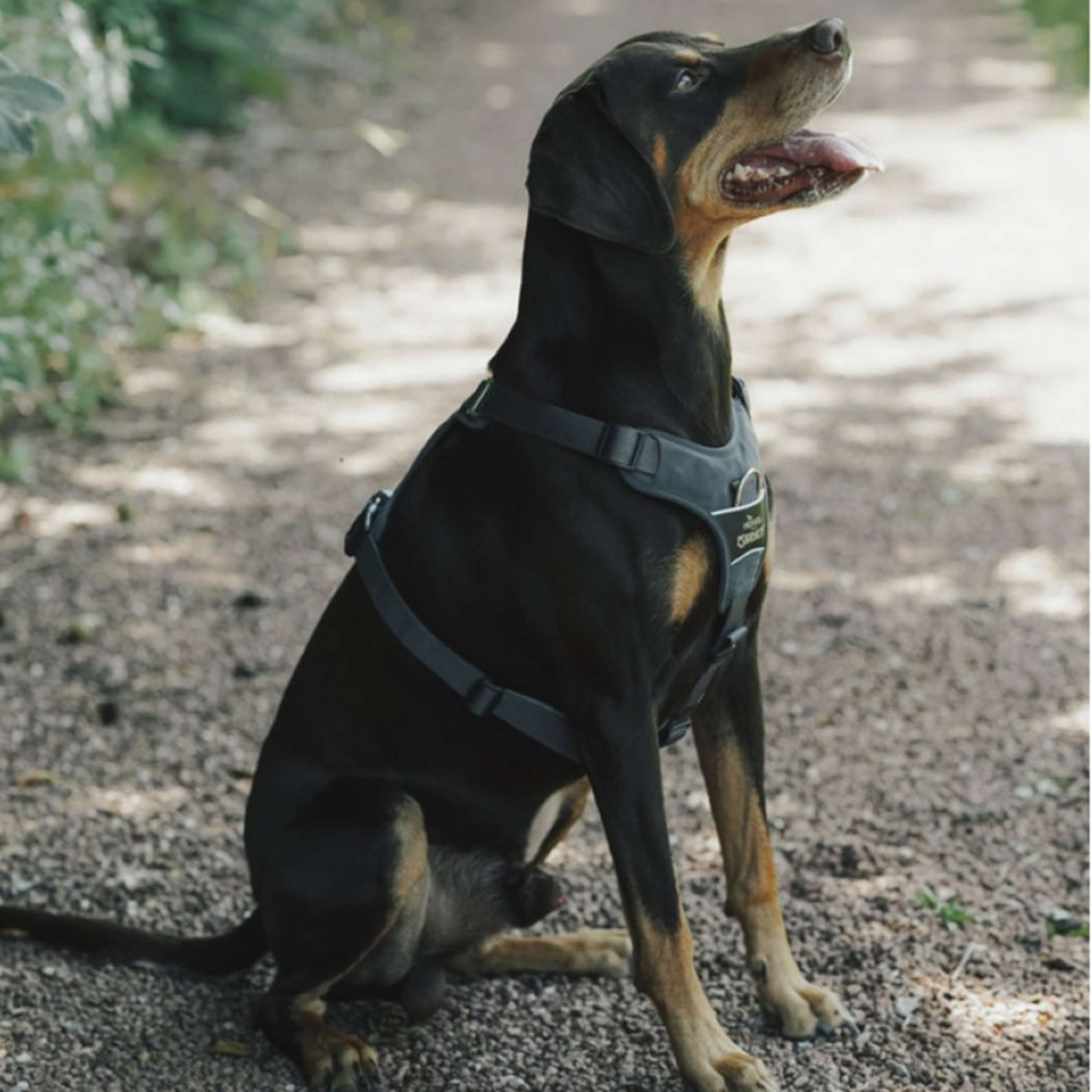 Hunter x Eskadron Dog Harness Motion Reflect Anthracite