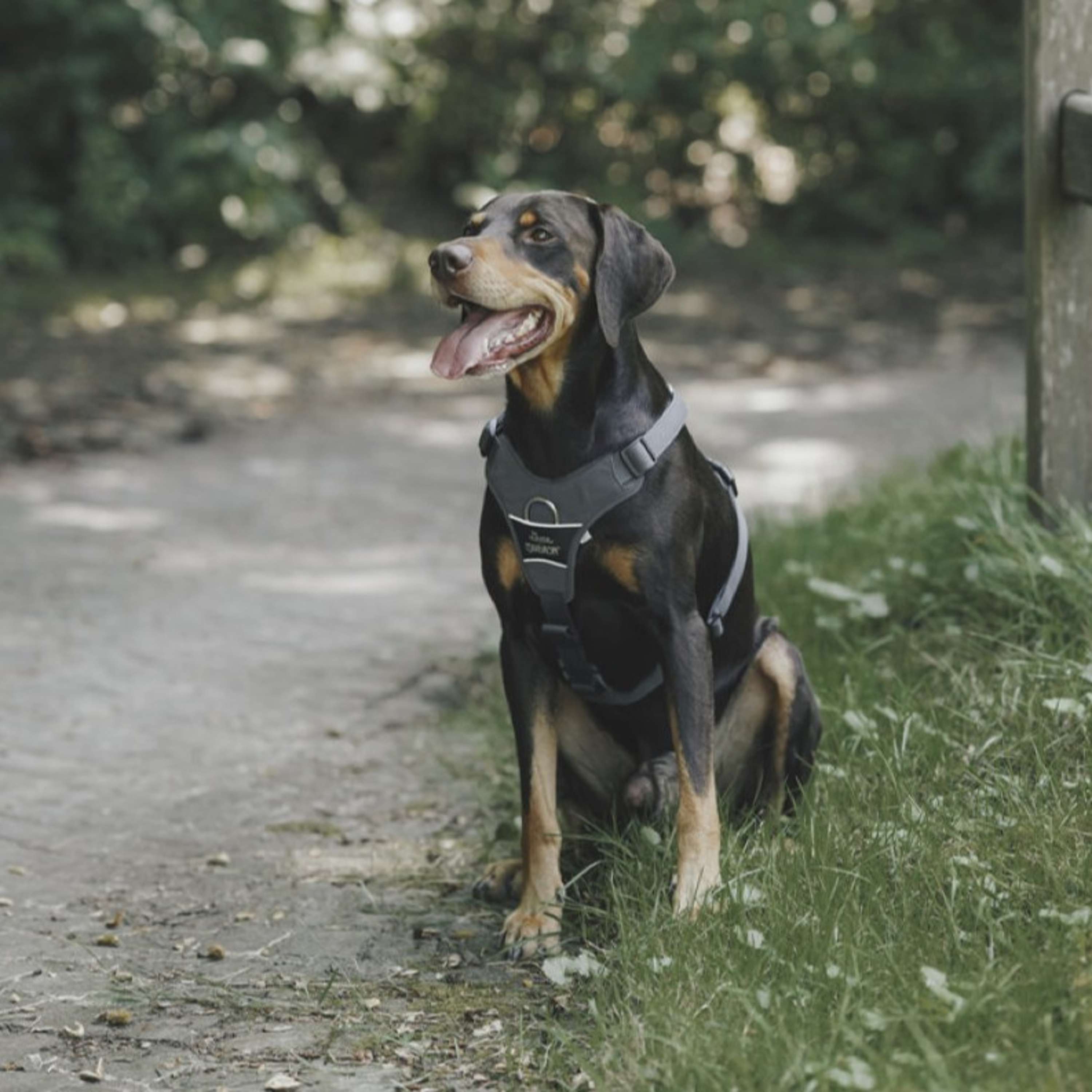 Hunter x Eskadron Dog Harness Motion Reflect Anthracite