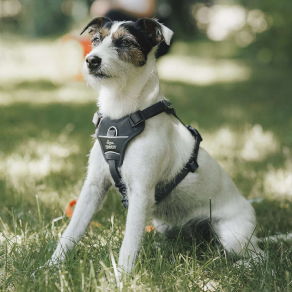 Hunter x Eskadron Dog Harness Motion Reflect Anthracite