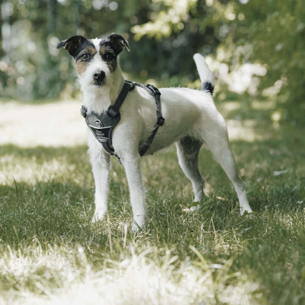 Hunter x Eskadron Dog Harness Motion Reflect Anthracite