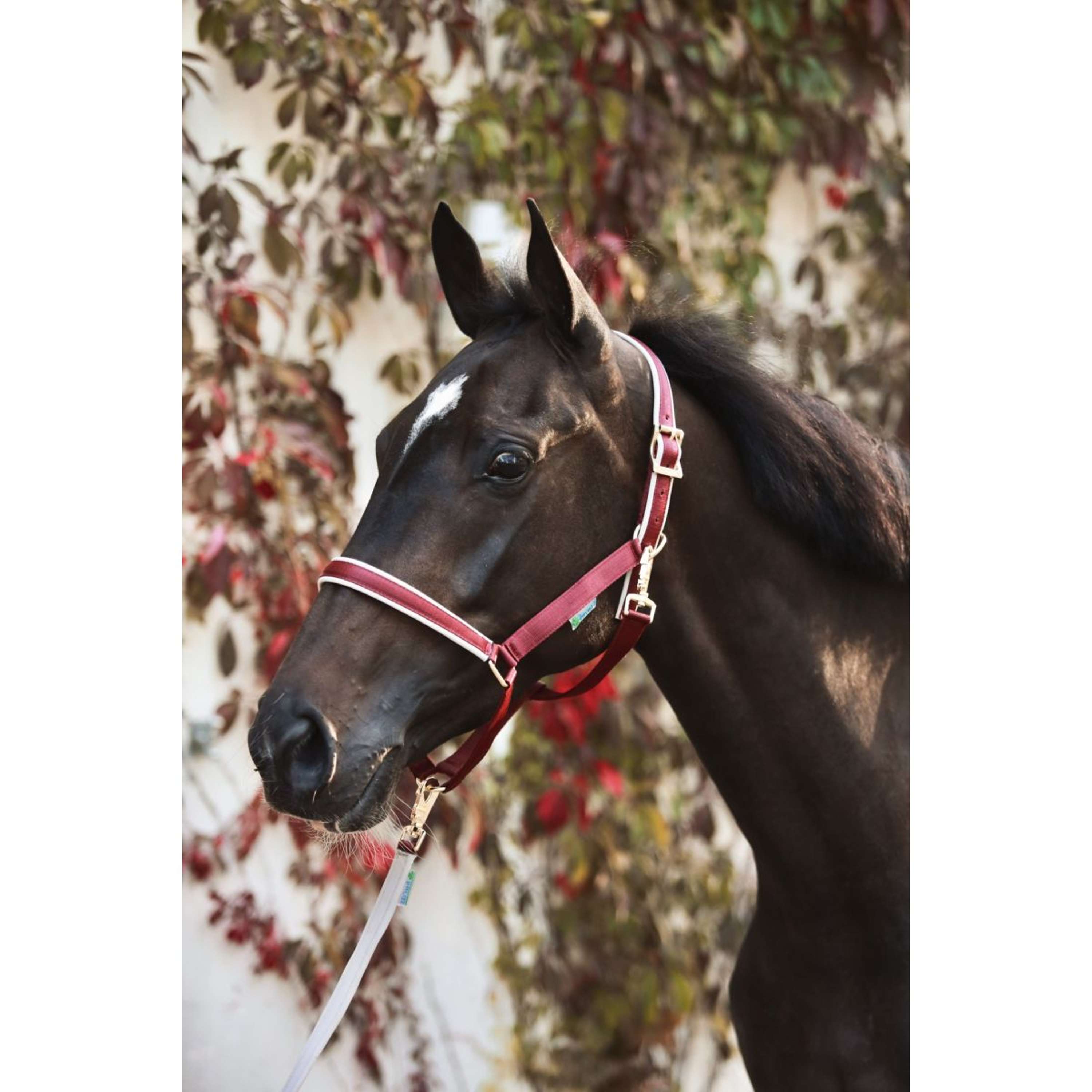 Bucas Halter Dublin Foal Wine/Silver