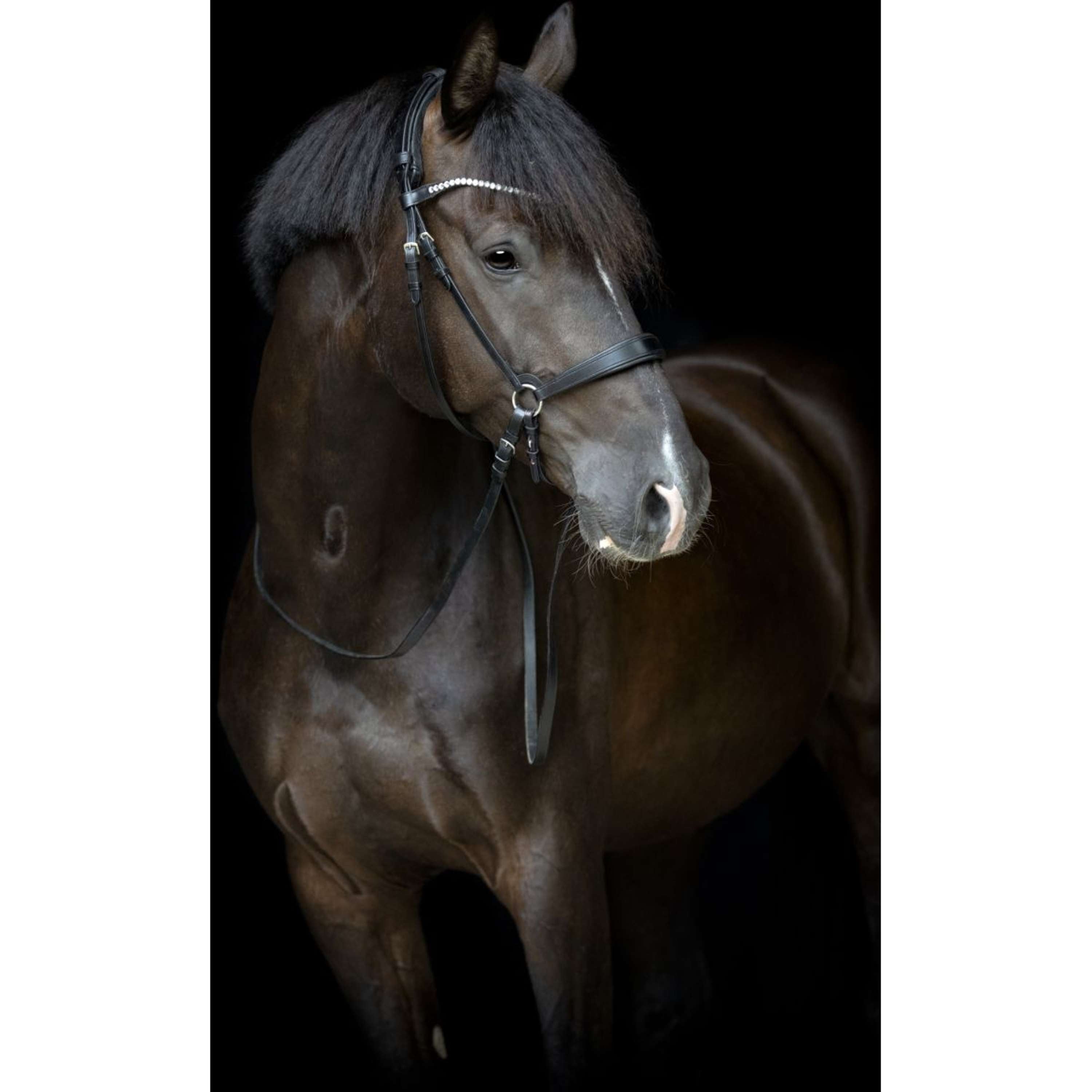 Catago Browband Gentle Black