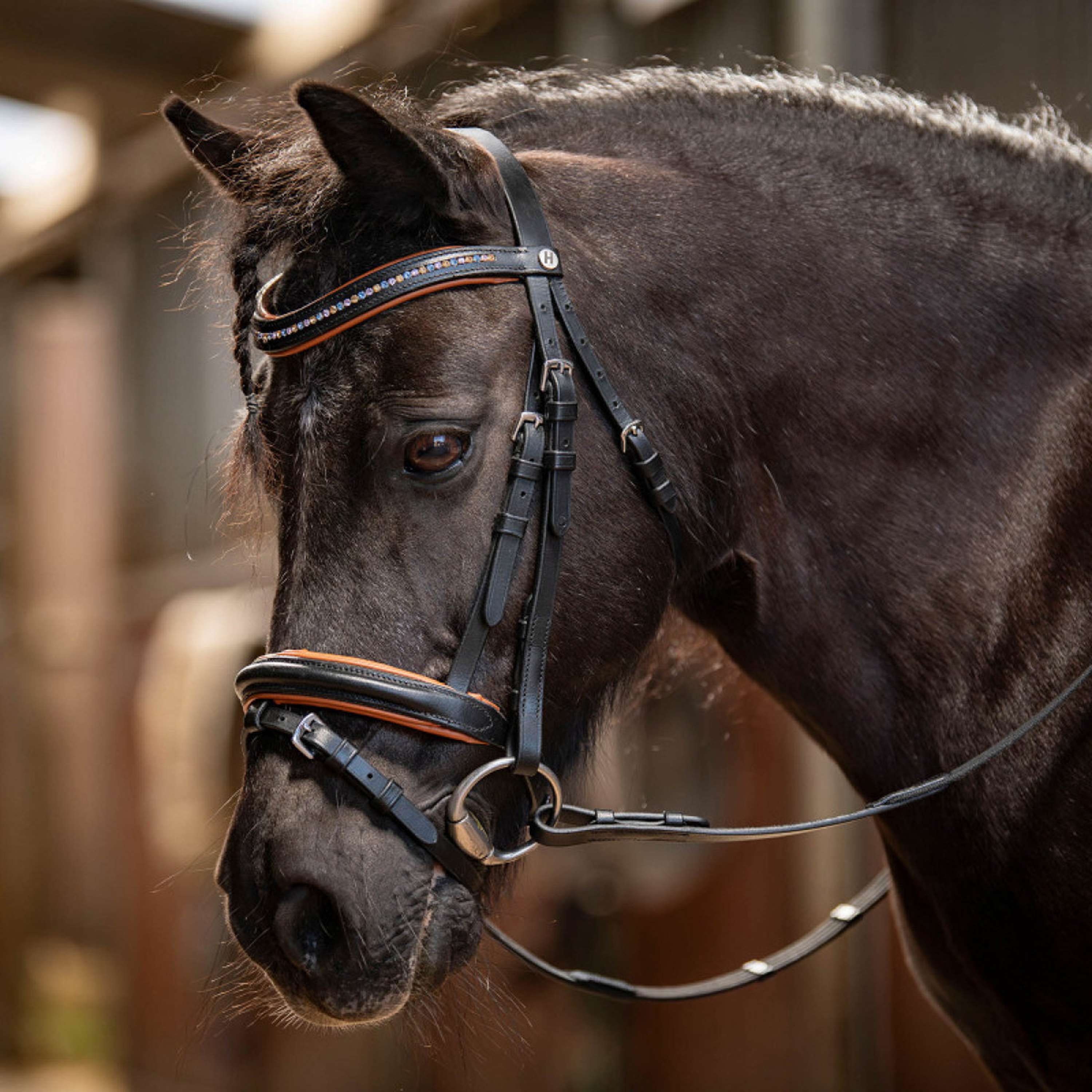 Harry's Horse Bridle STOUT! Maverick Black