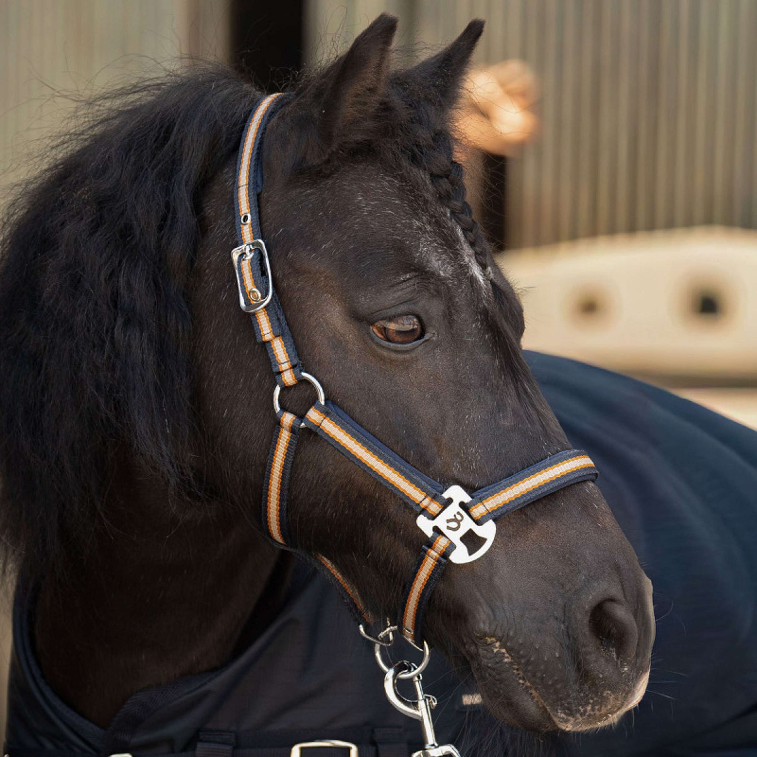 Harry's Horse Halter Set STOUT! Maverick Total Eclipse