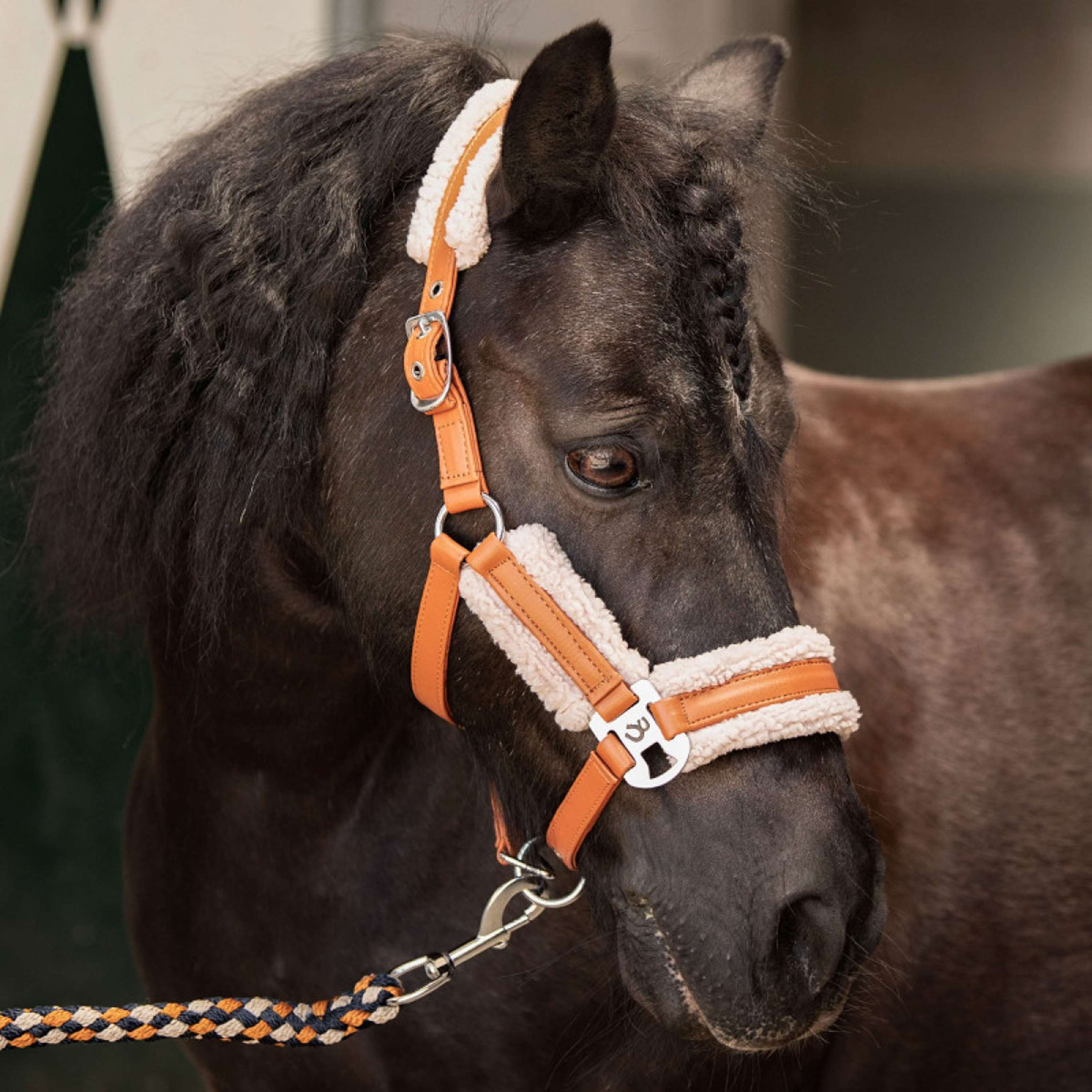 Harry's Horse Halter Set STOUT! Maverick Bran