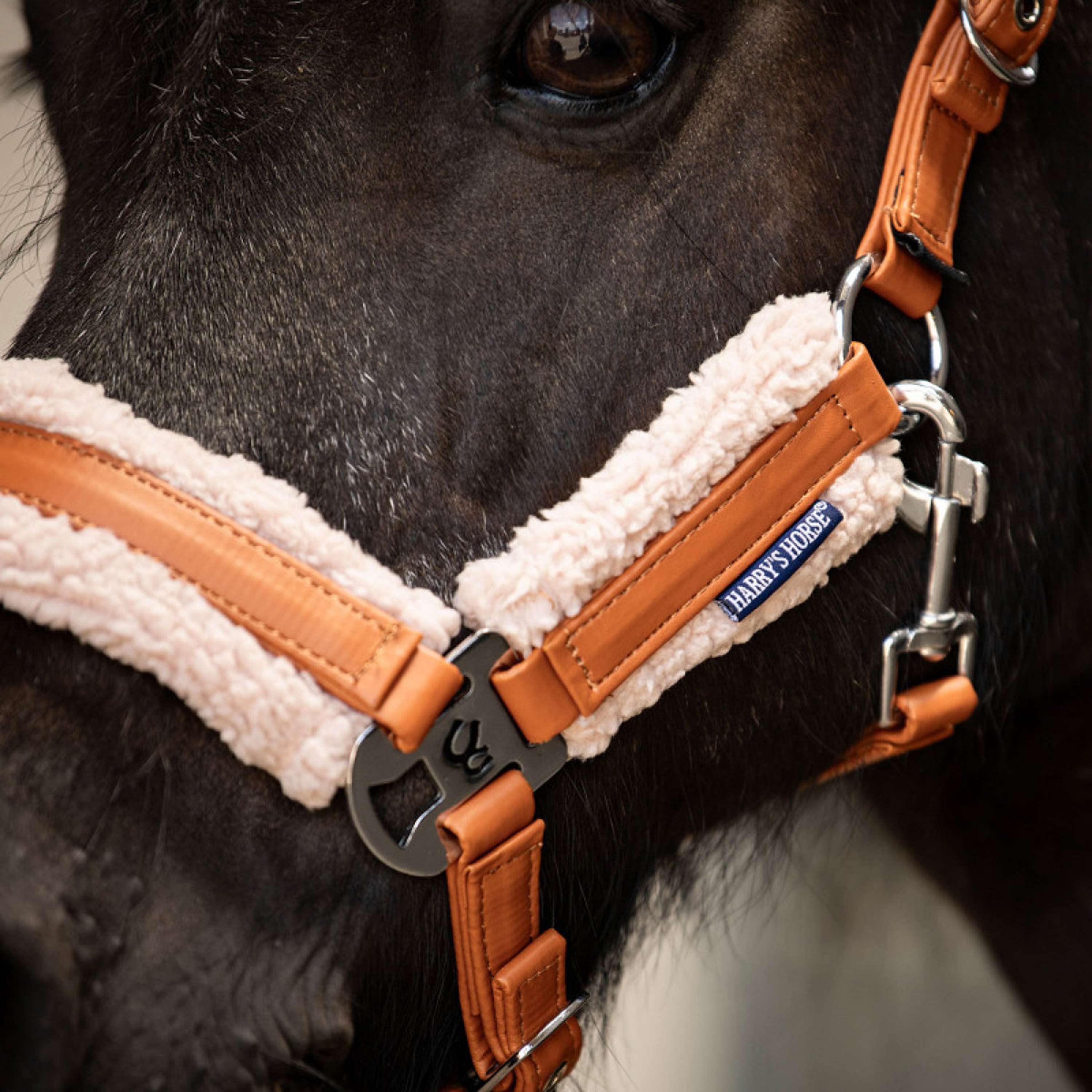 Harry's Horse Halter Set STOUT! Maverick Bran