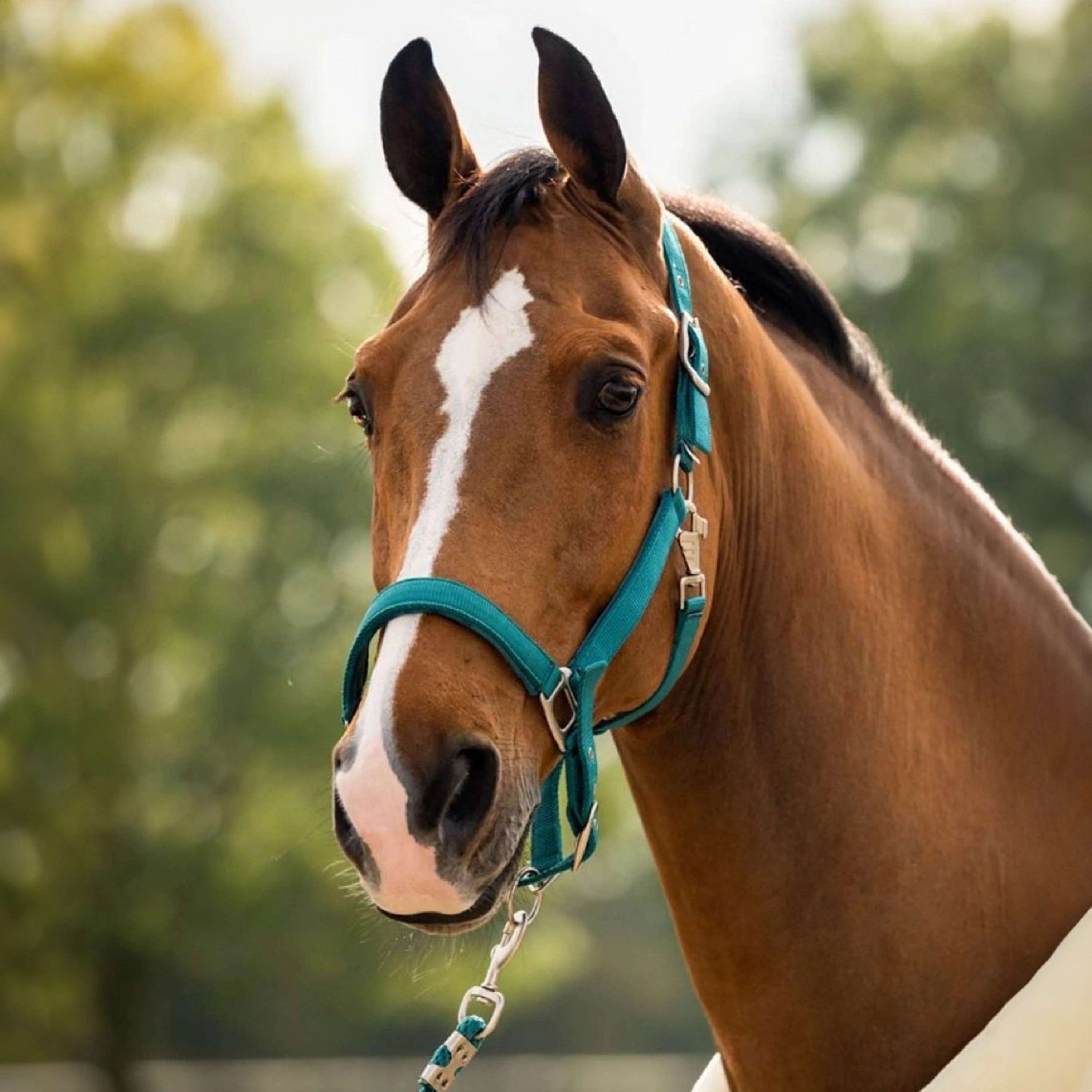 HB Showtime Halter Set Tropical Velvet Smaragd Green