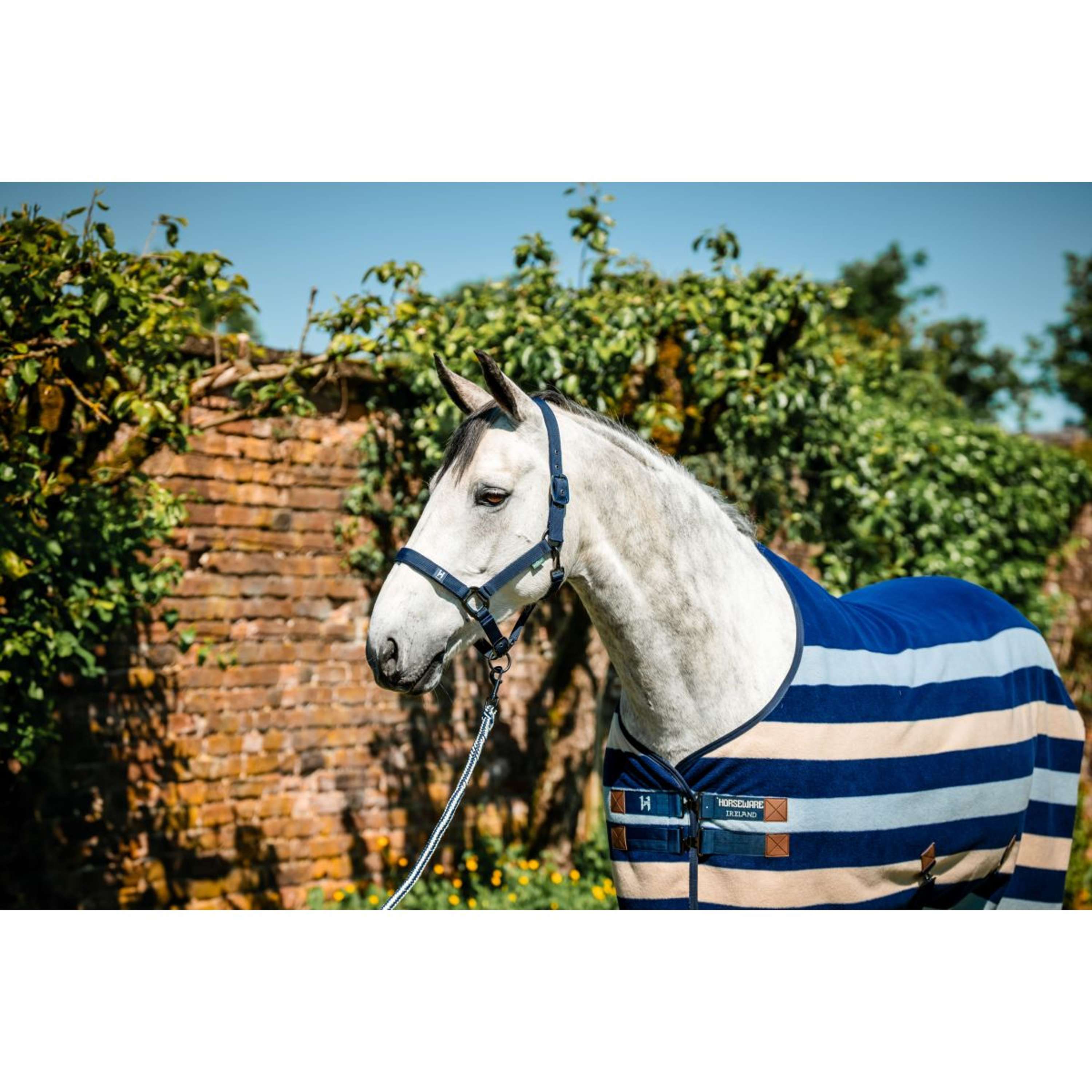 Amigo Halter and Leadrope Newmarket Witney Navy