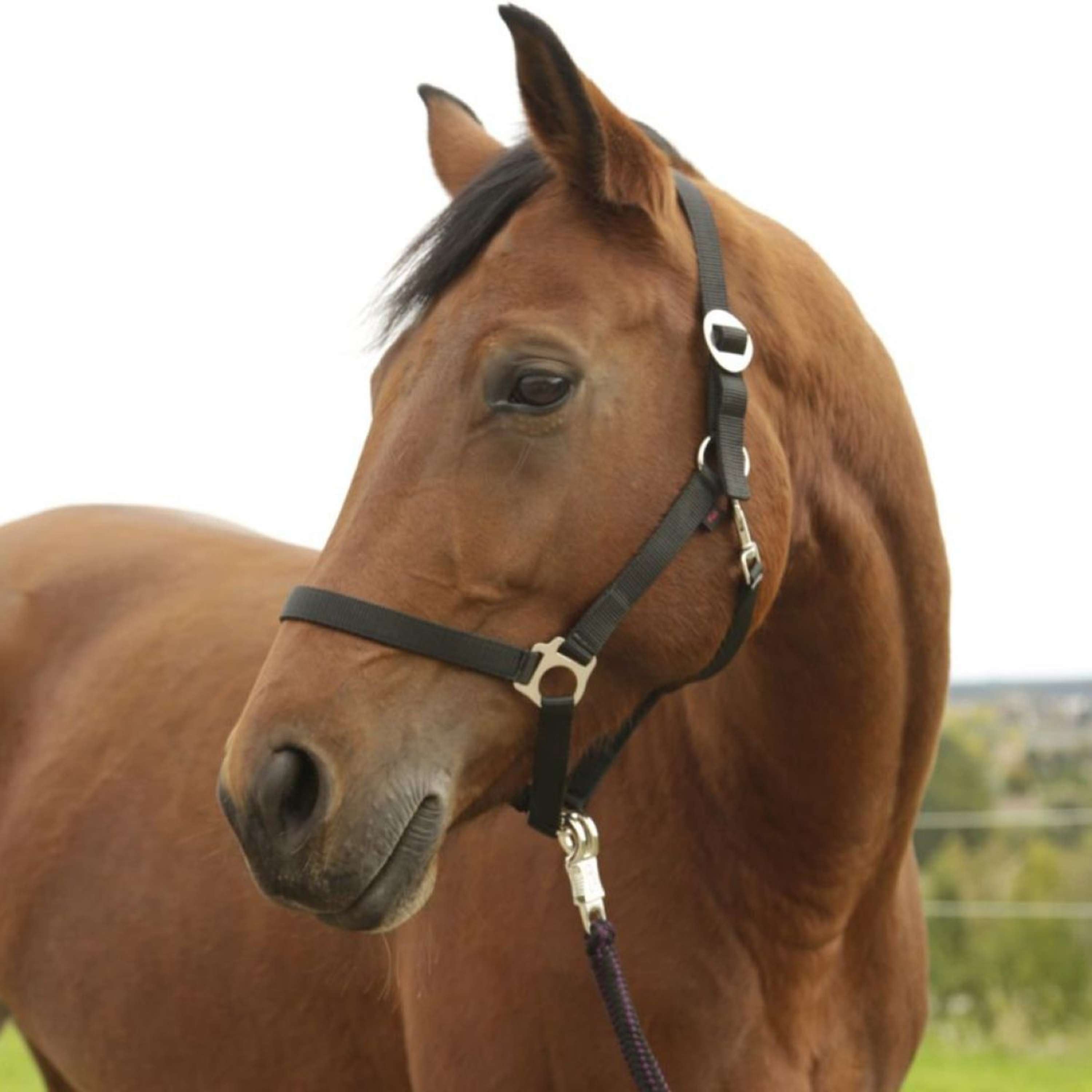Covalliero Head-Collar Hippo Nylon Black