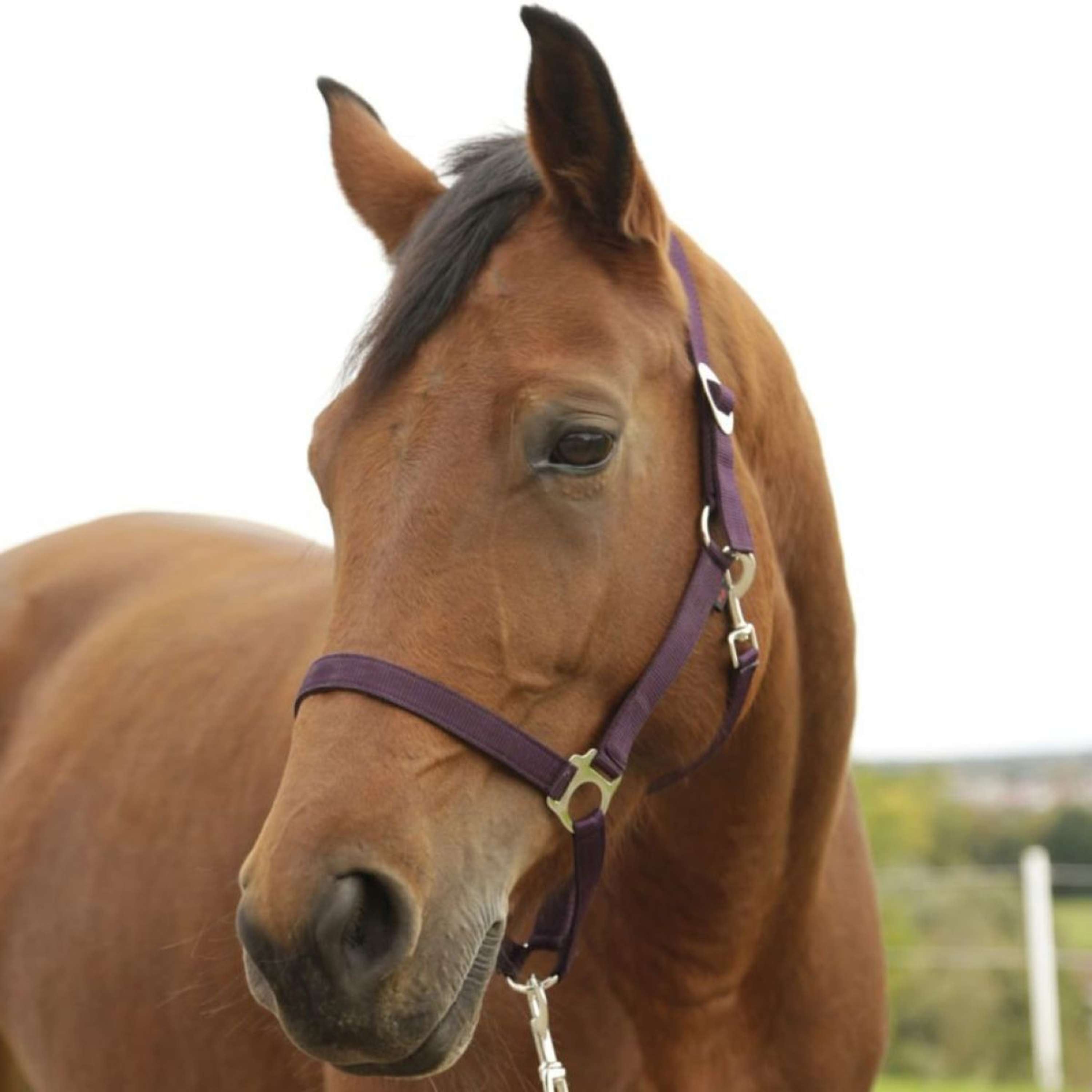 Covalliero Head-Collar Hippo Nylon Eggplant