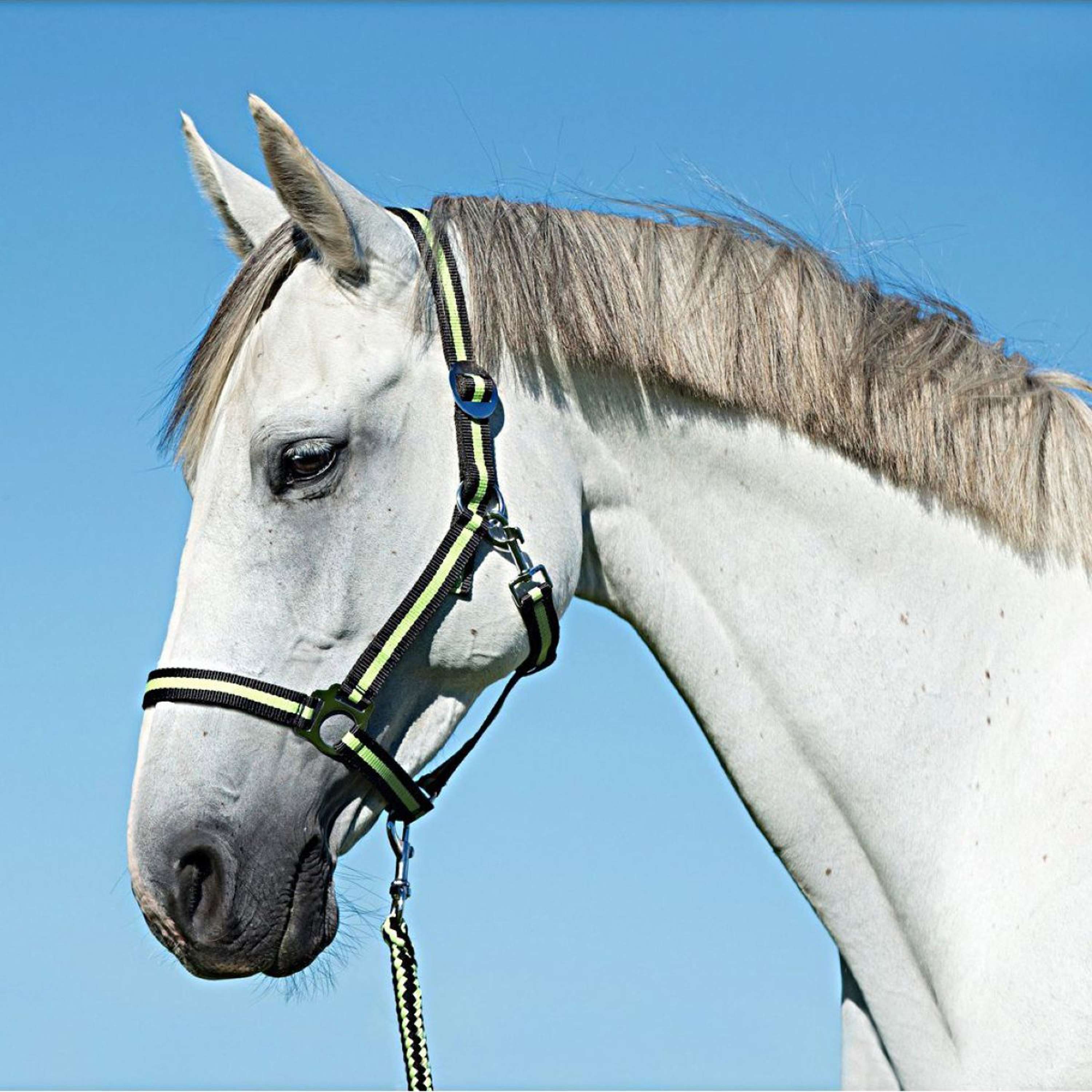 Covalliero Halter Hippo Antracite/Lemon
