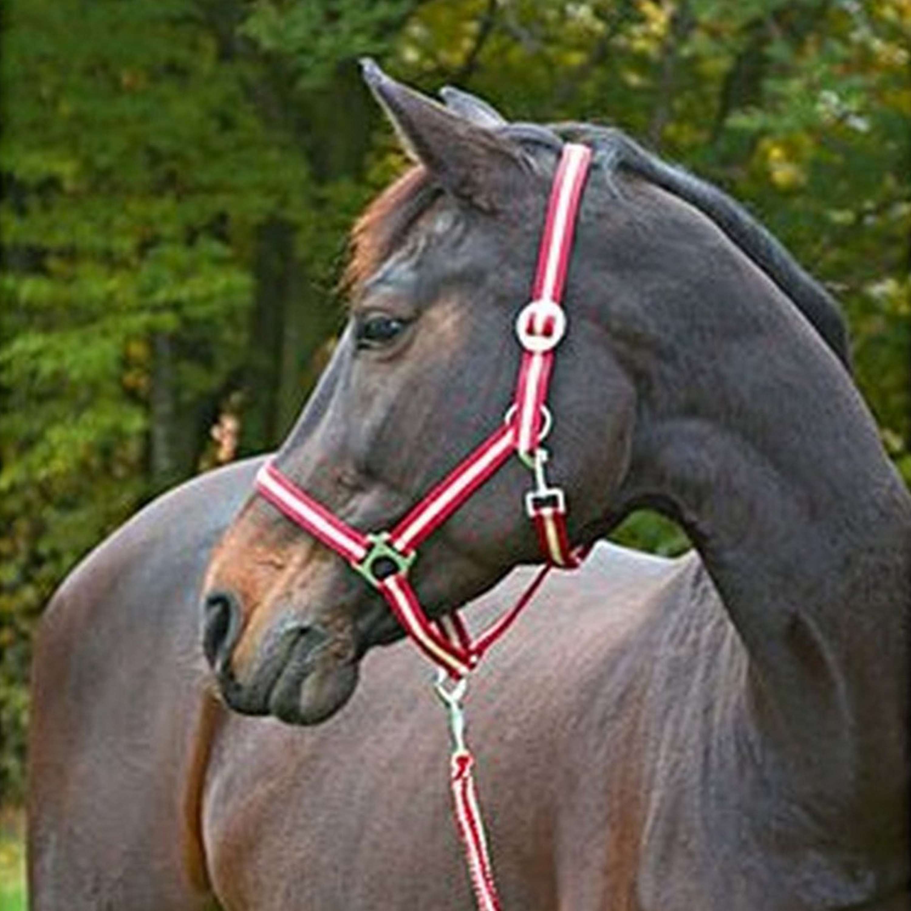 Covalliero Halter Hippo Bordeaux/Beige