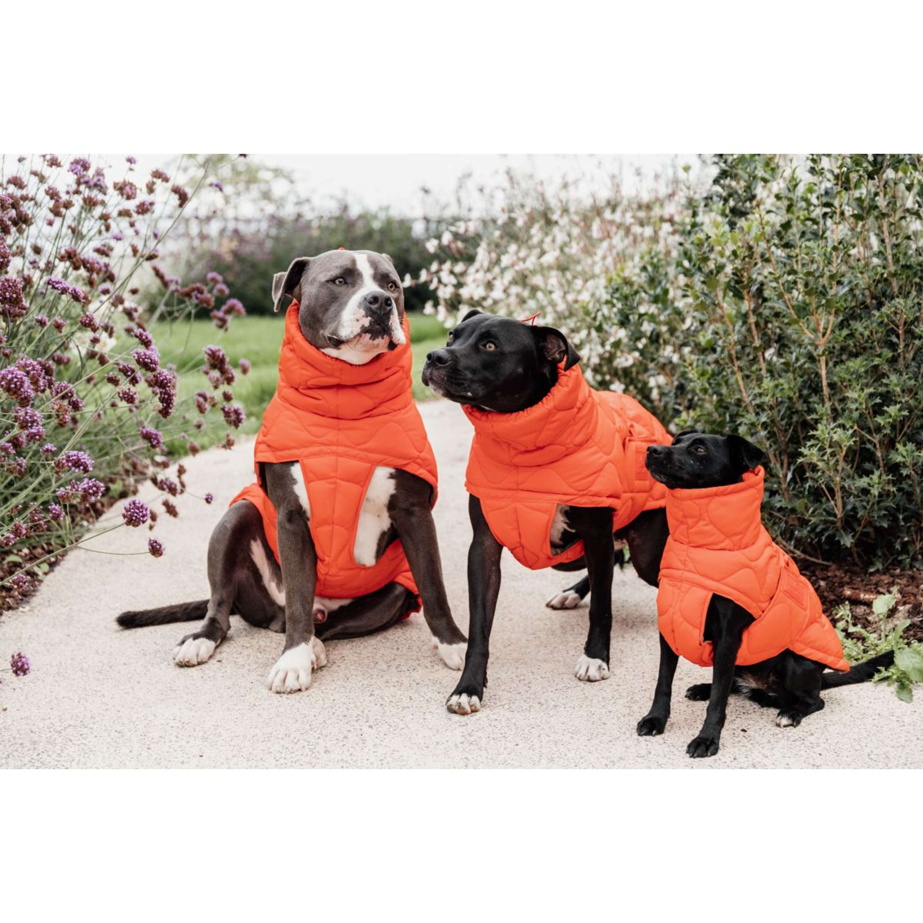 Kentucky Dog Rug Winter Pina 160g Orange