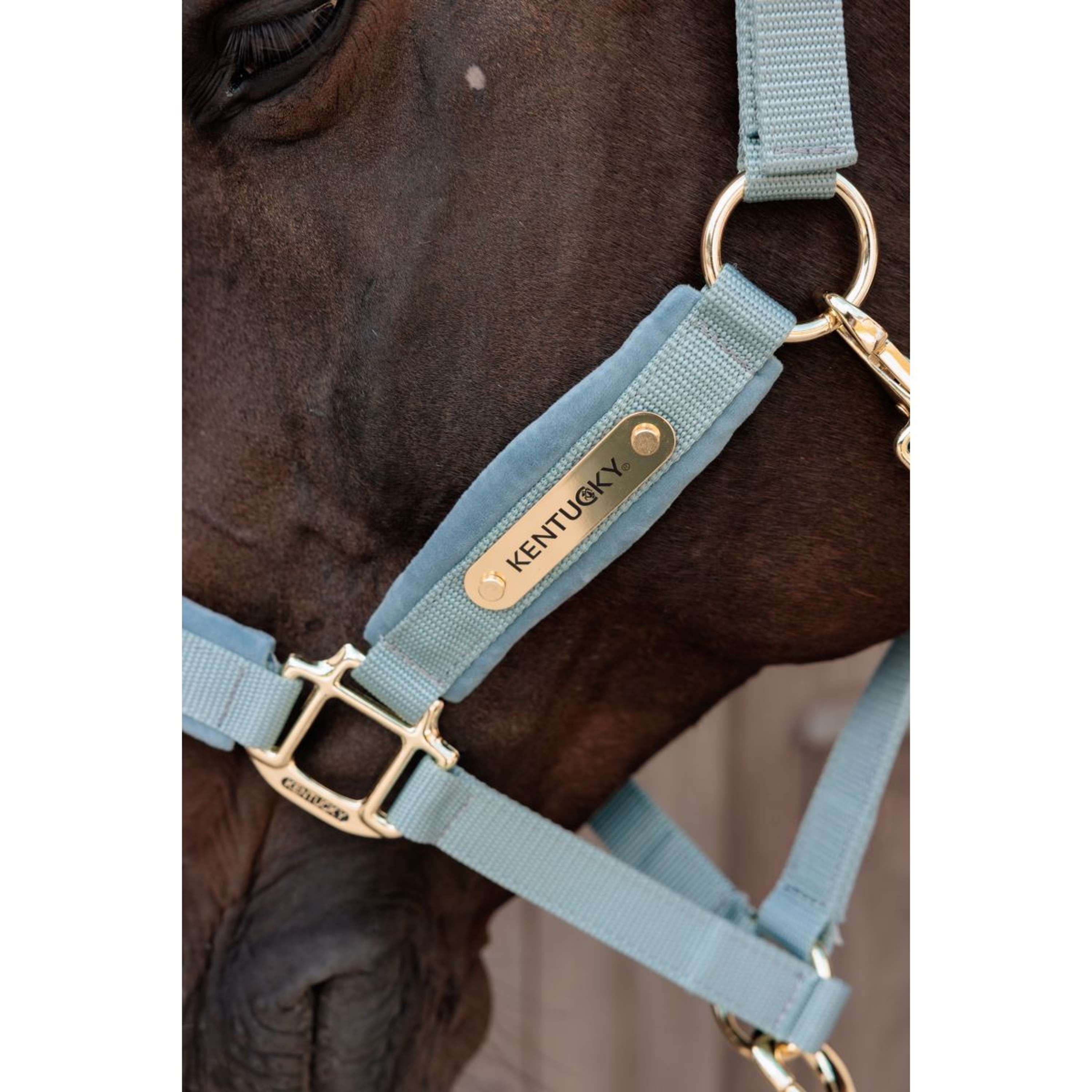 Kentucky Halter Velvet Lightblue