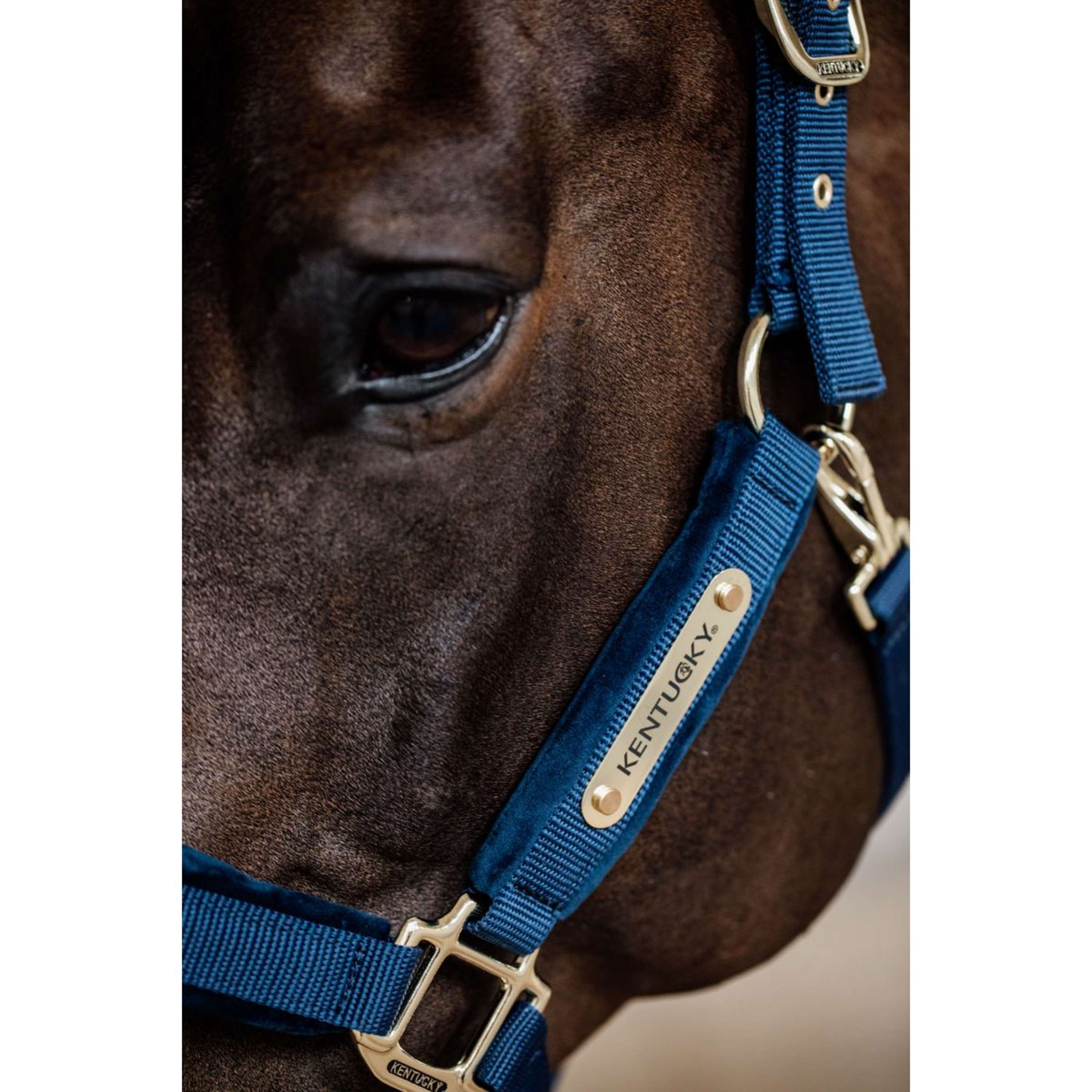 Kentucky Halter Velvet Navy