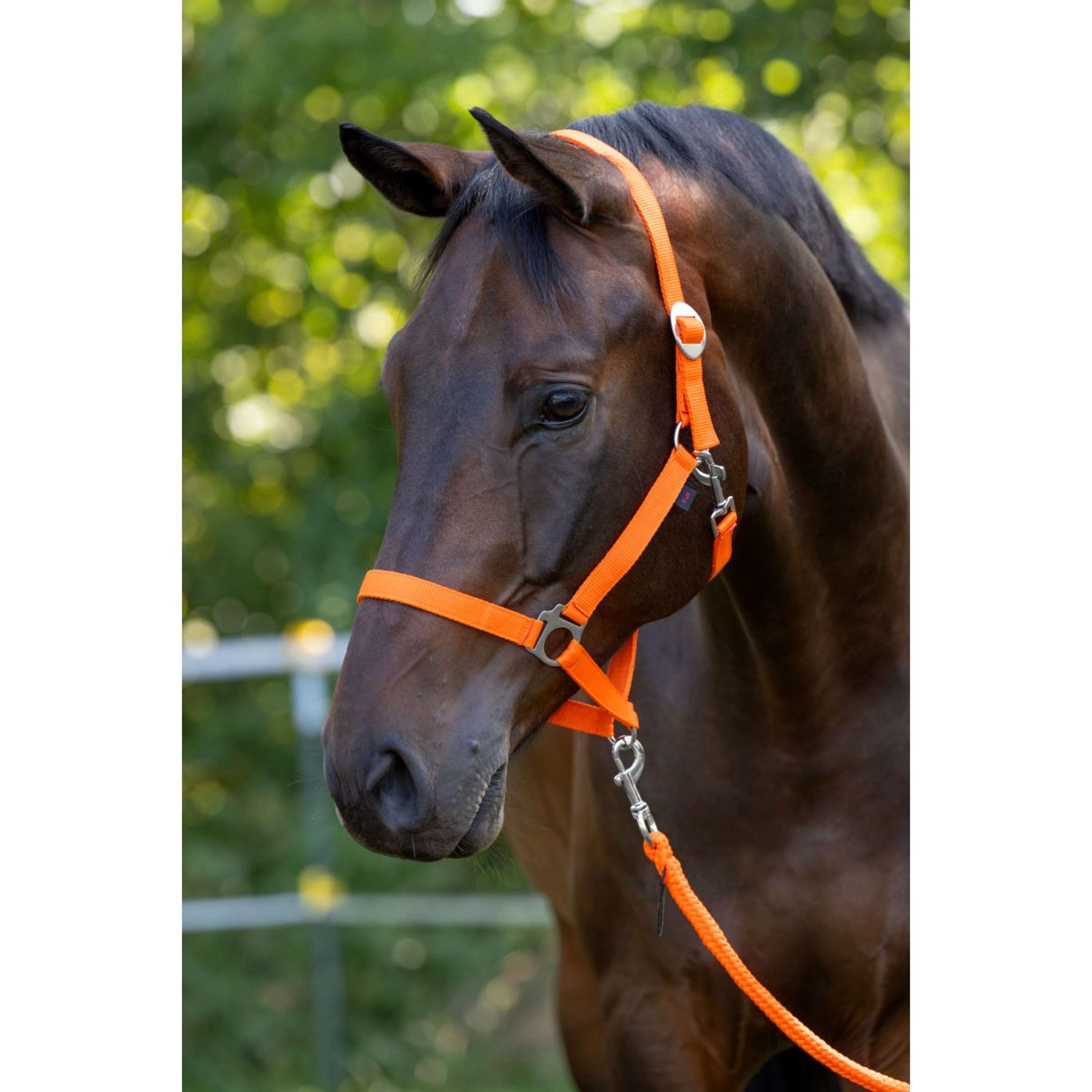 Covalliero Halter Hippo Orange