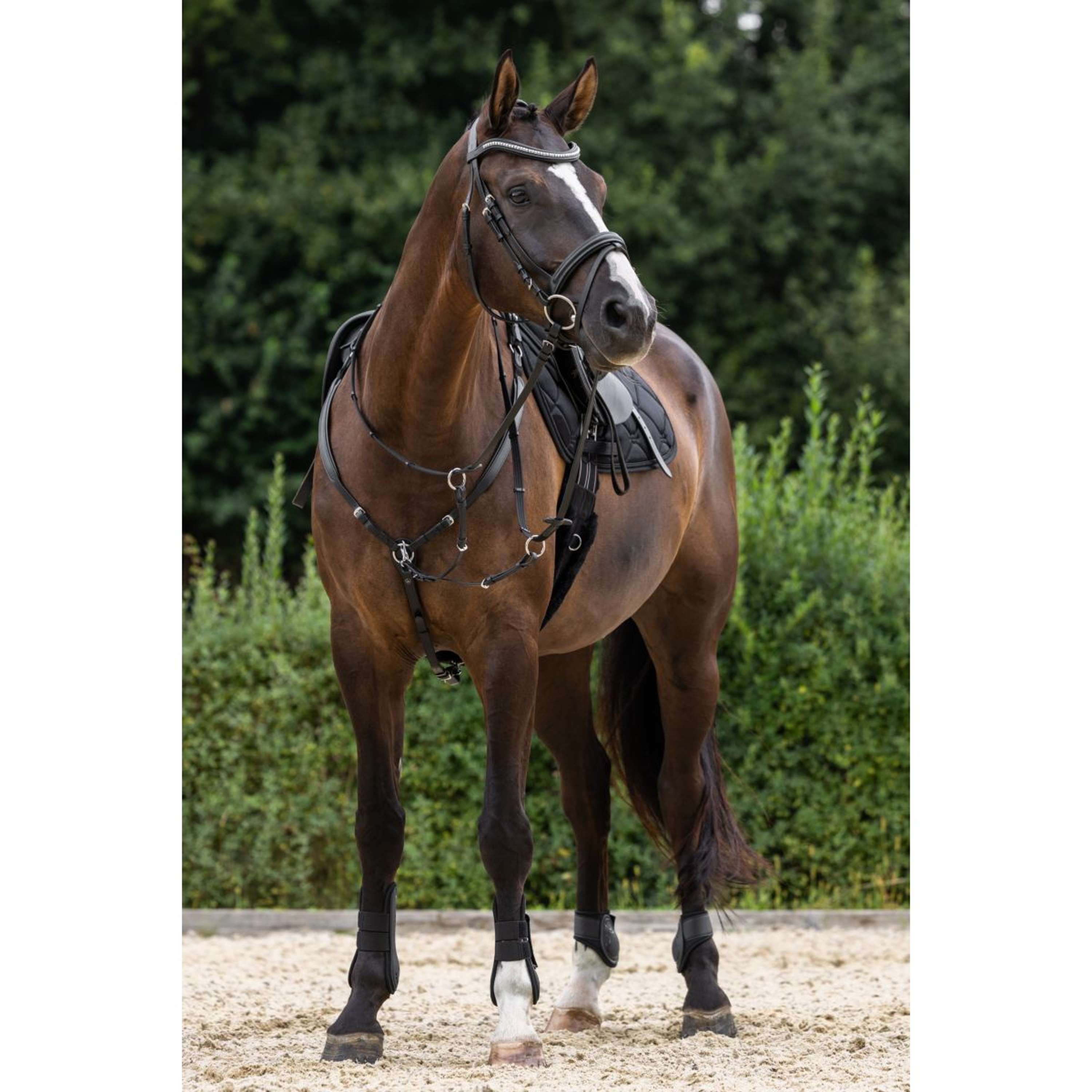 Covalliero Chest Buckle with a Martingale Black