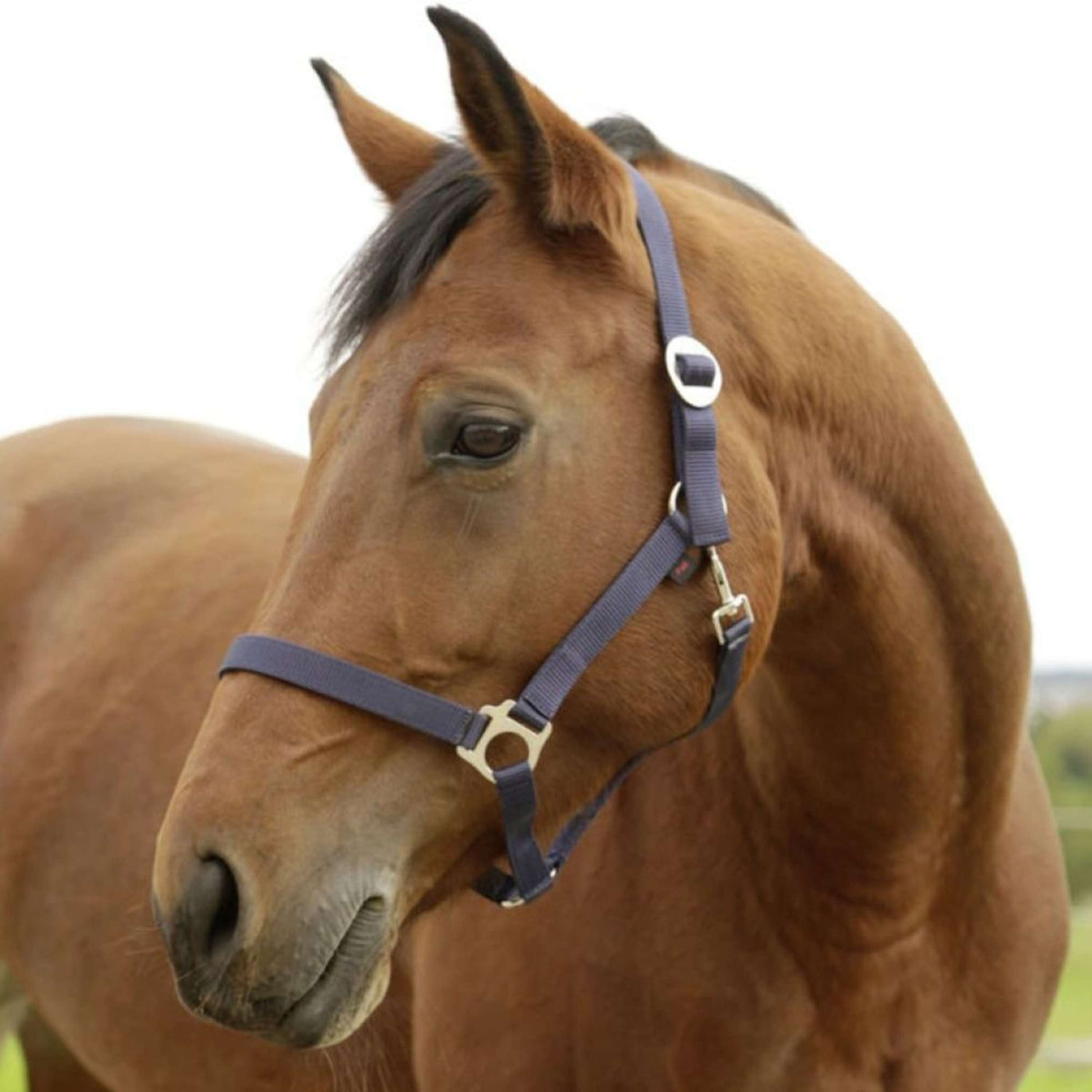 Covalliero Head-Collar Hippo Nylon Marine