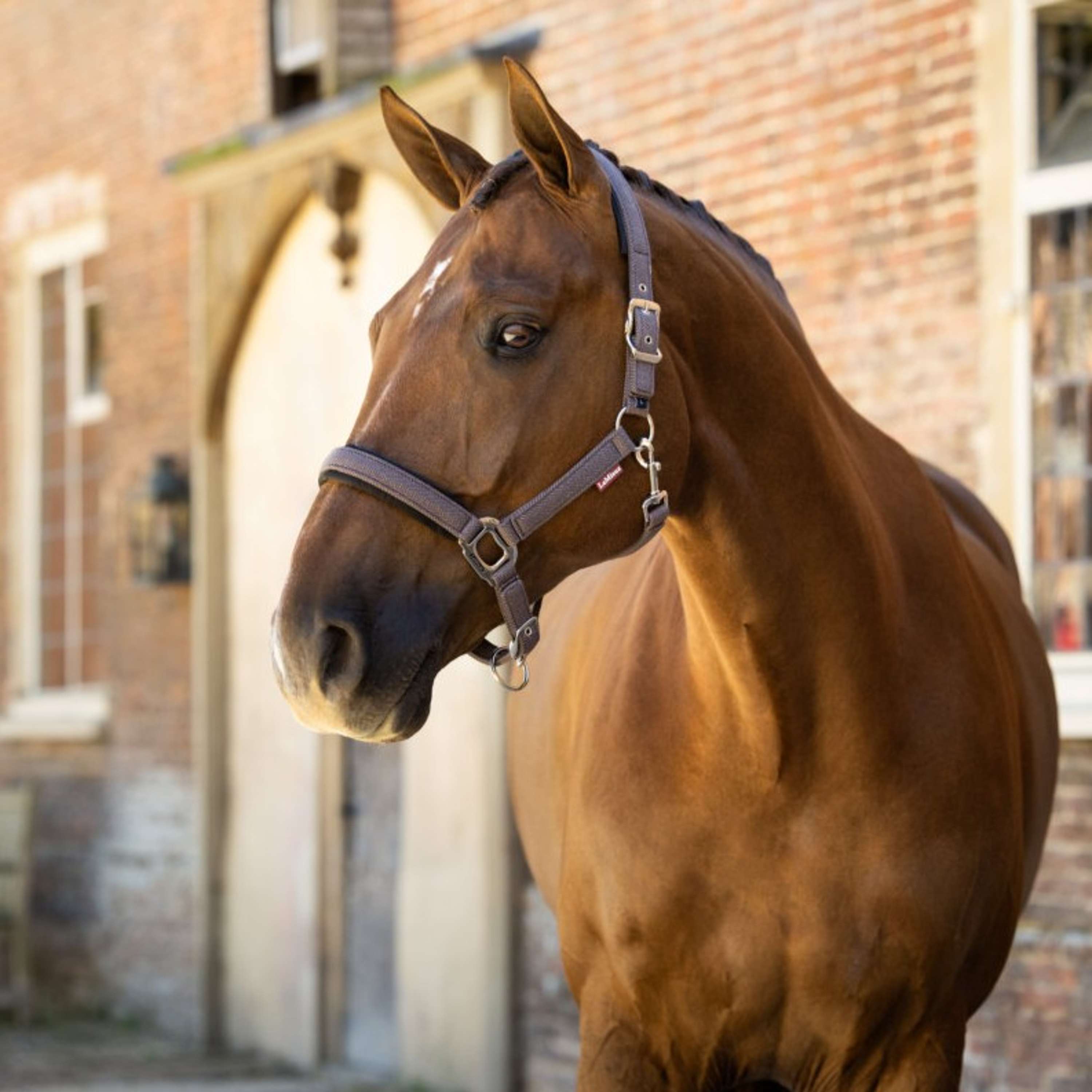 LeMieux Halter Heritage Cocoa
